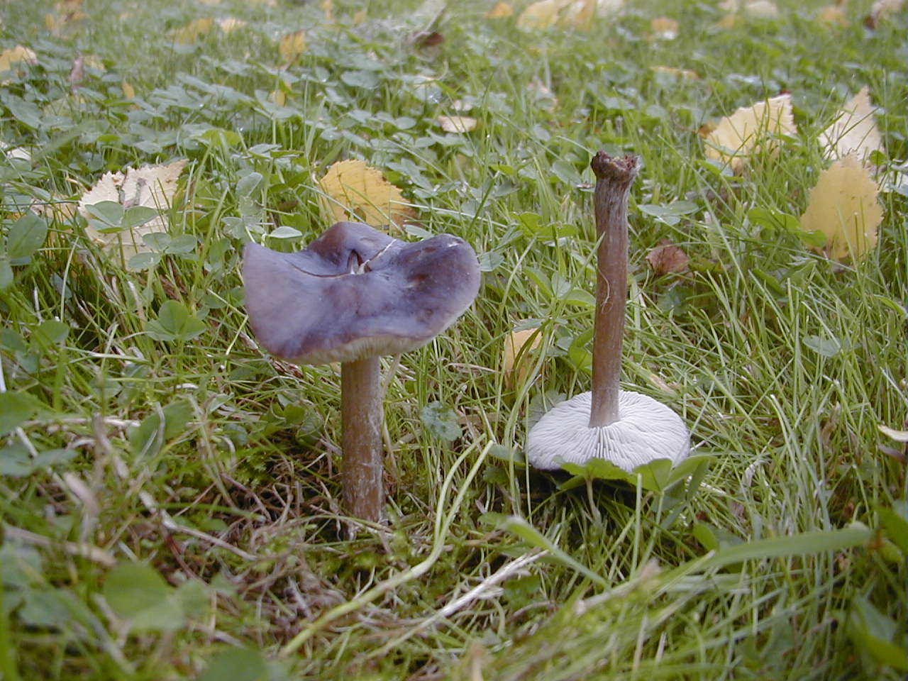 Afficher le média melanoleuca_polioleuca2md melanoleuca_polioleuca2md