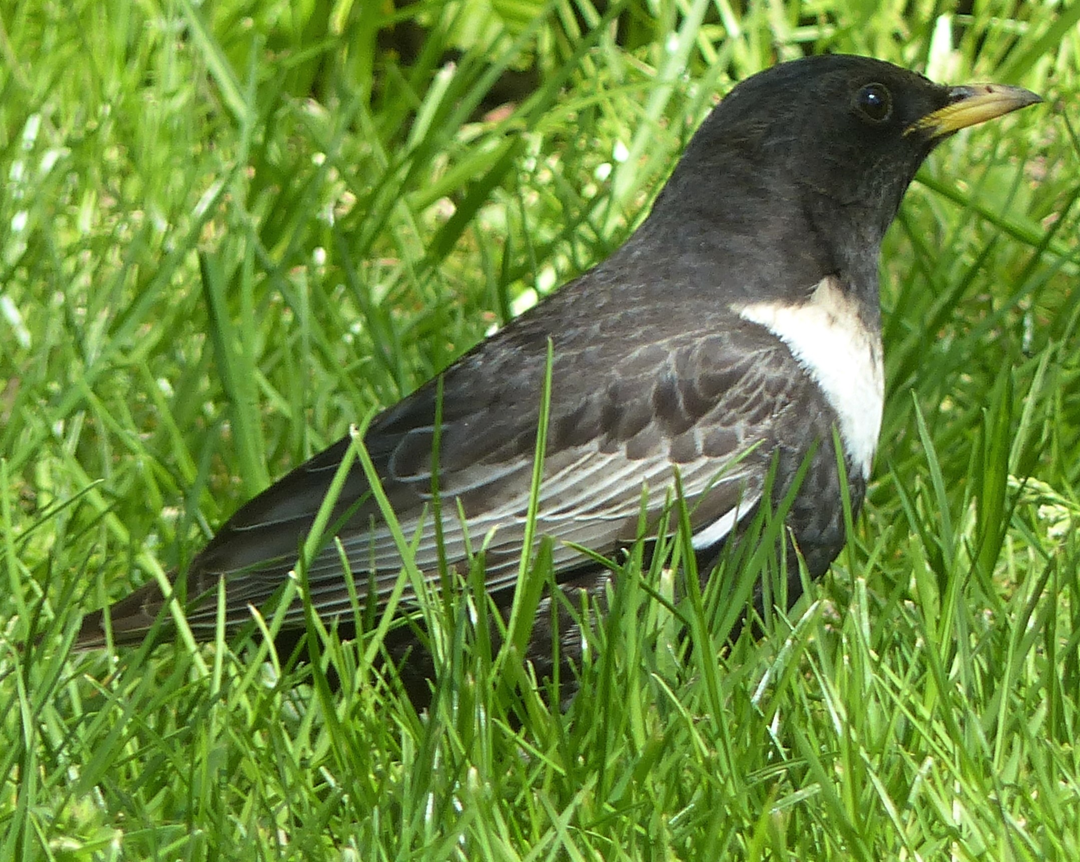 merle_a_plastron_-_turdus_torquatus3eh