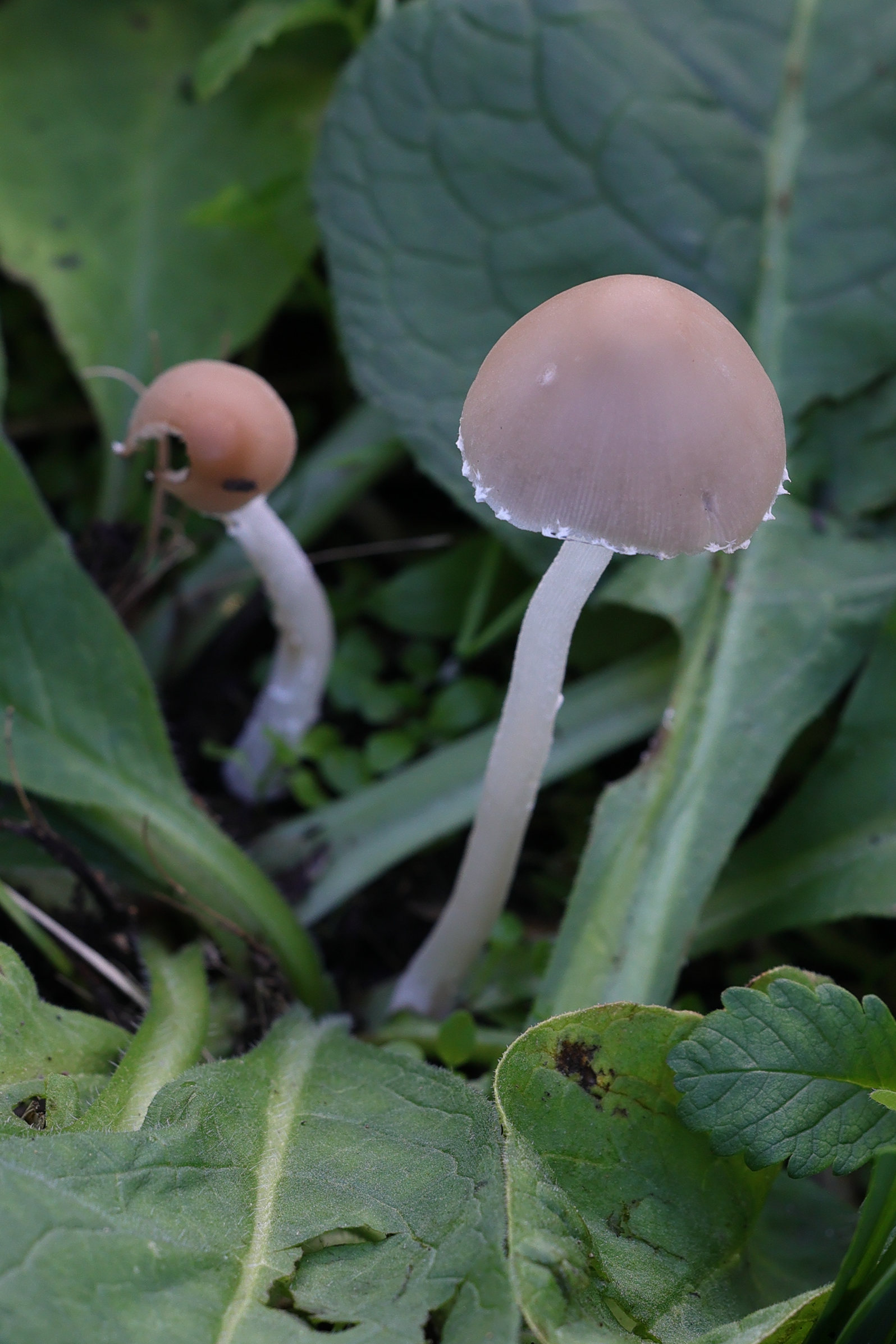 psathyrella_candolleana1md