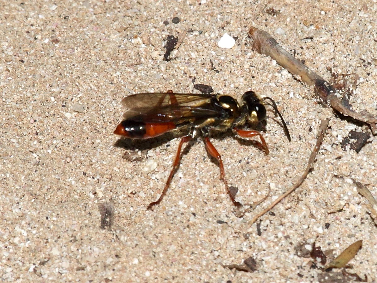 sphex_dorsalis2bd