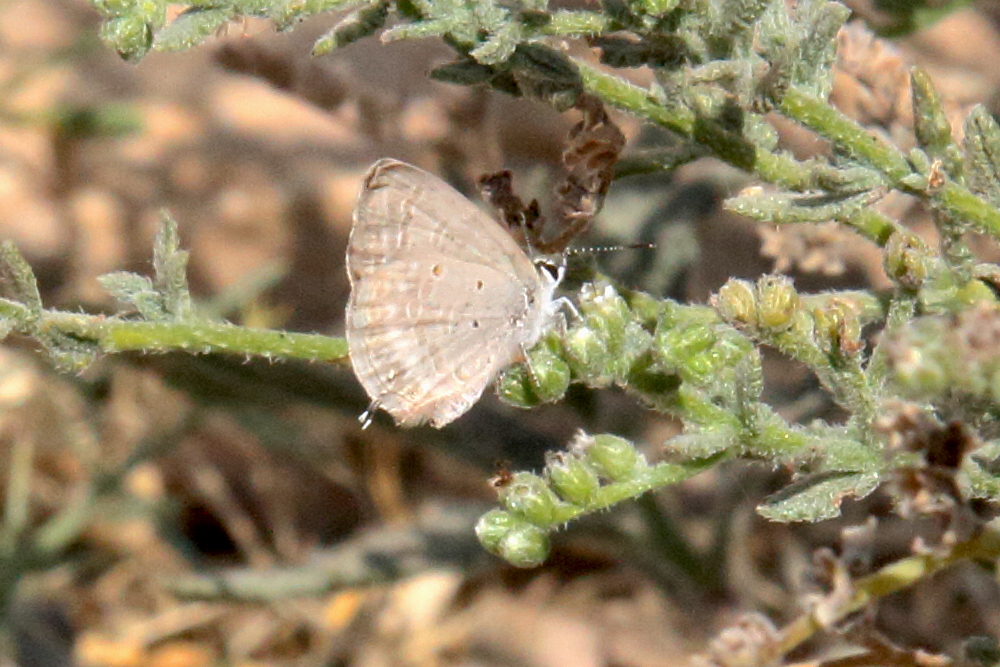 catochrysops_strabo1bd