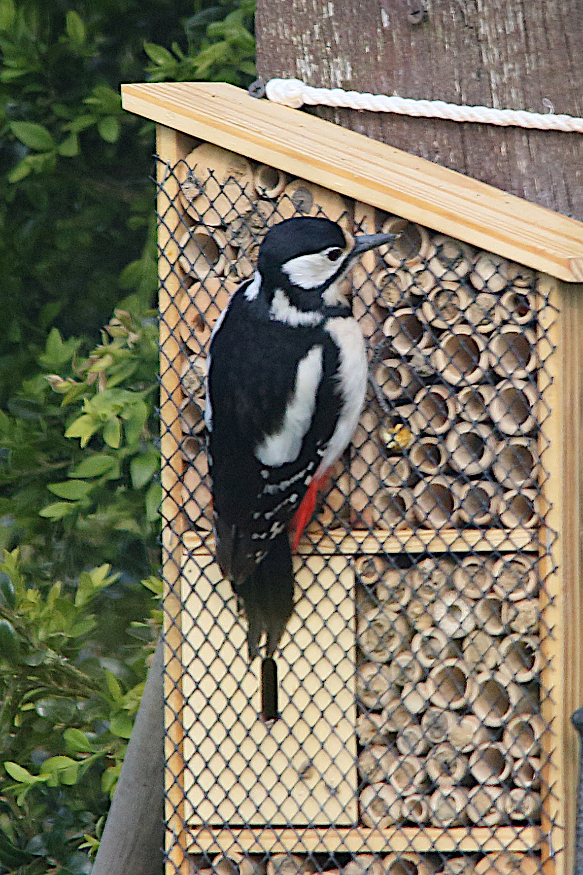 pic_epeiche_-_dendrocopus_major12md