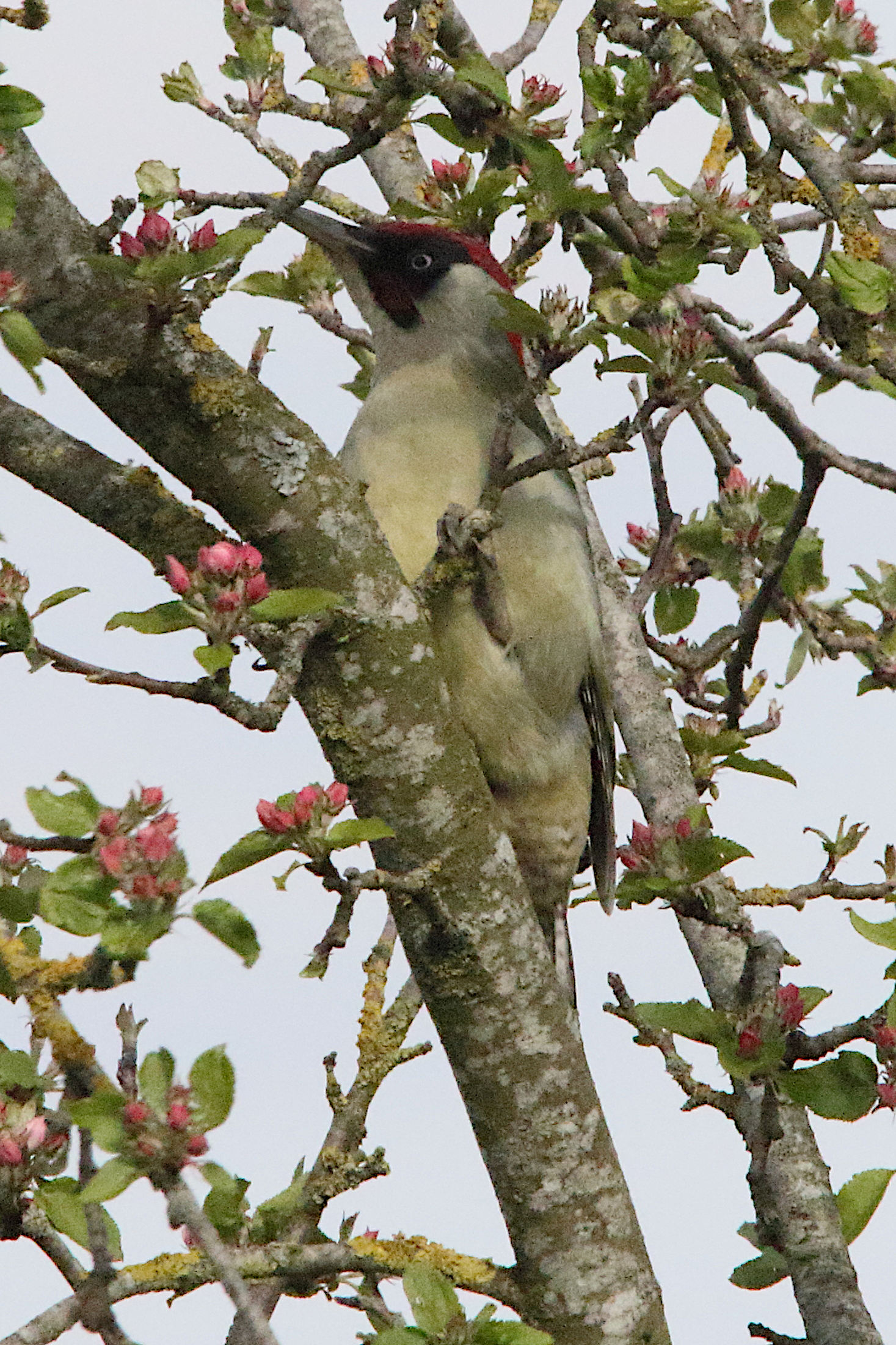 pic_vert_-_picus_viridis11md