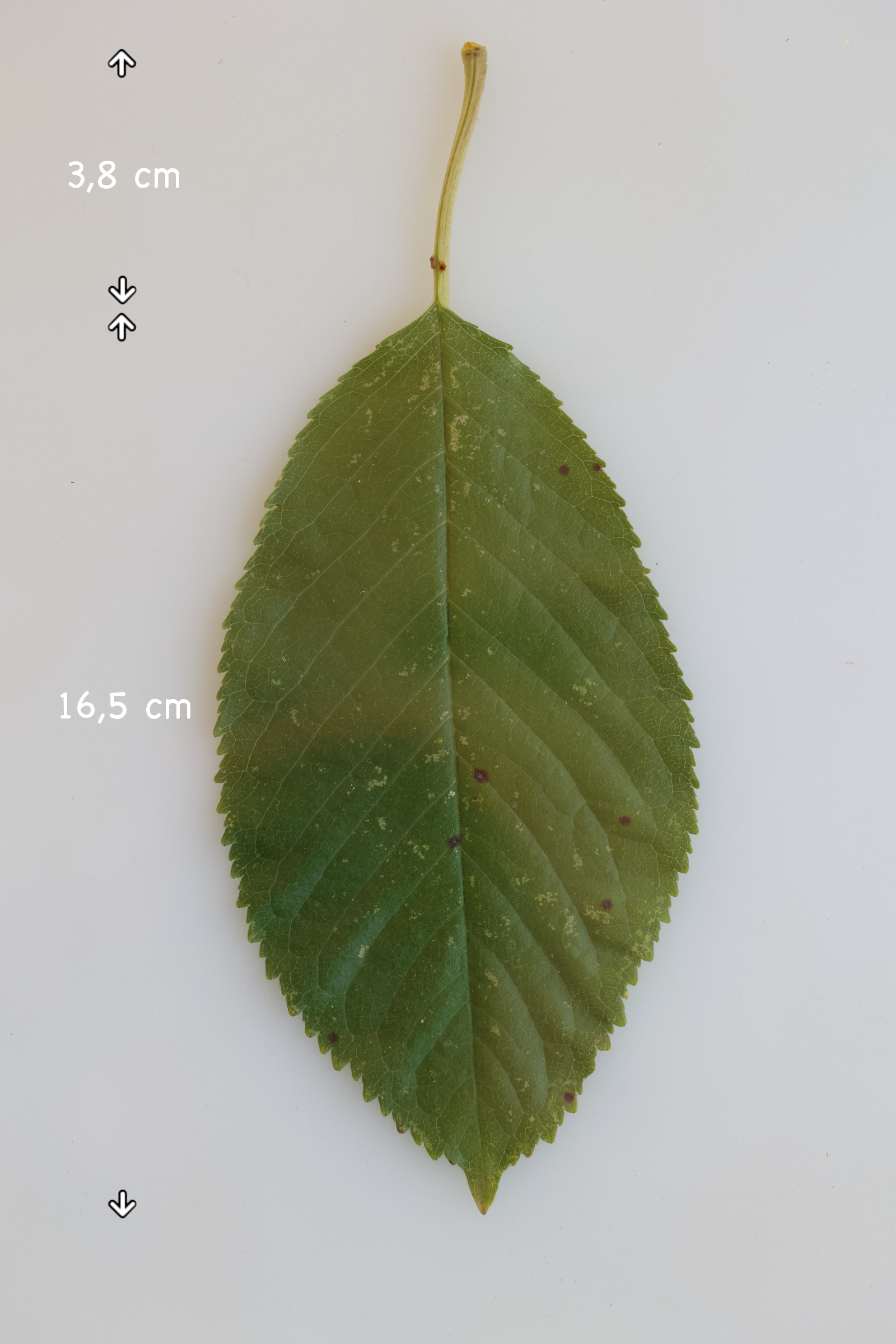 Afficher le média prunus_avium12md prunus_avium12md