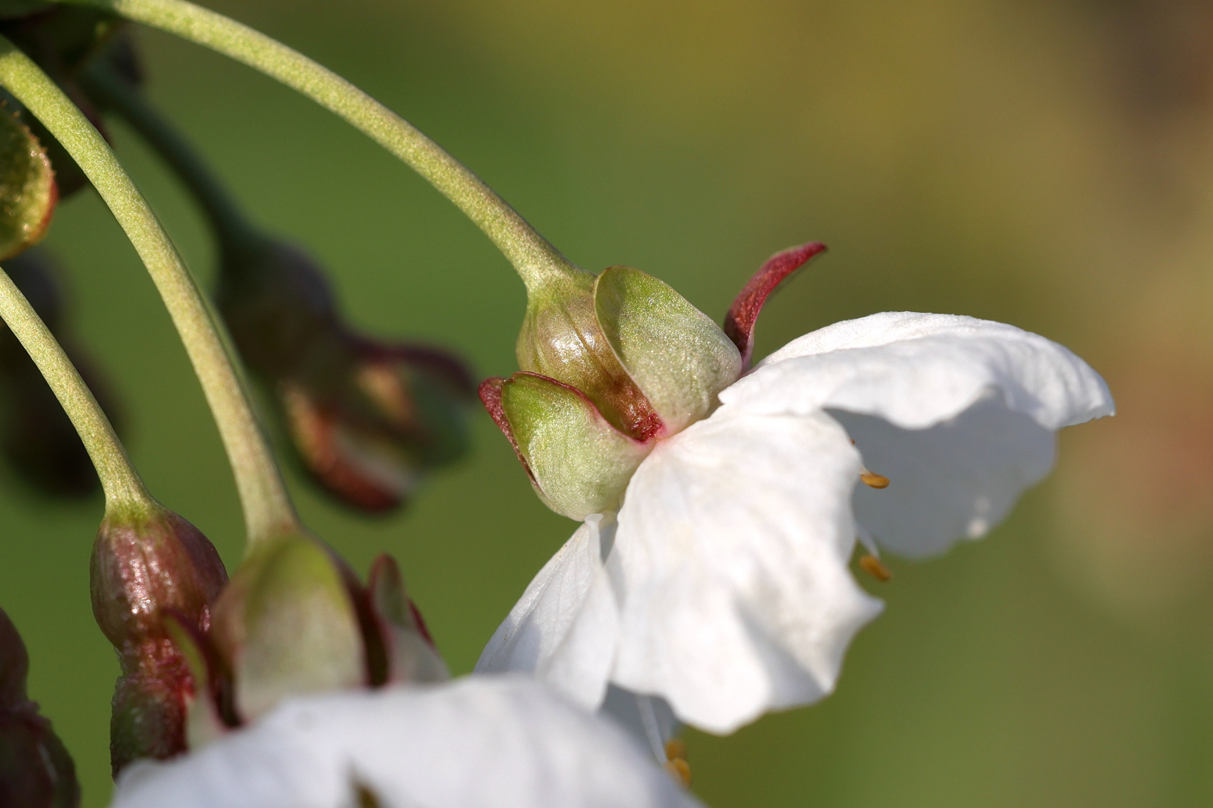 Afficher le média prunus_avium4md prunus_avium4md