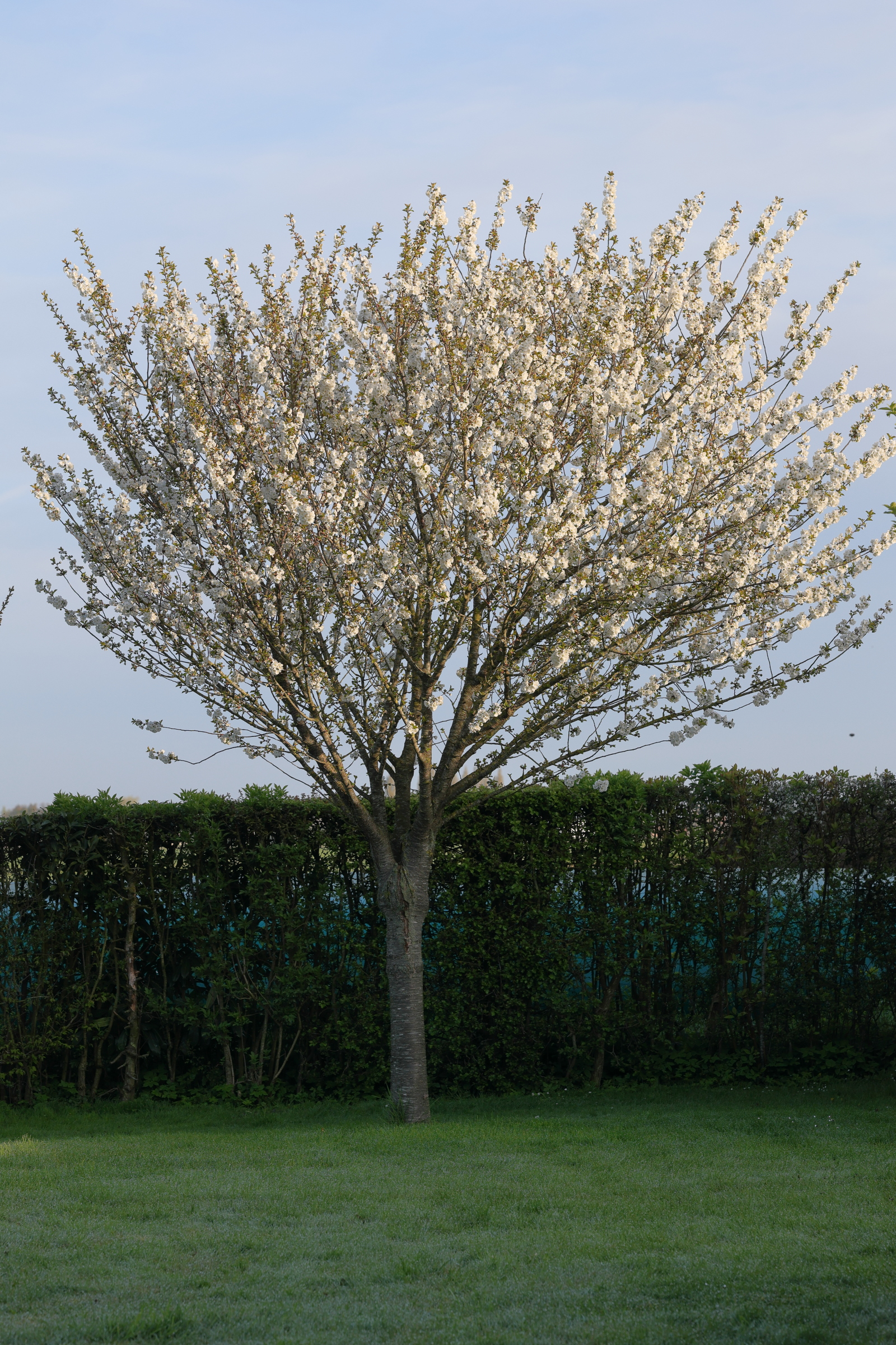 prunus_cerasiusmd