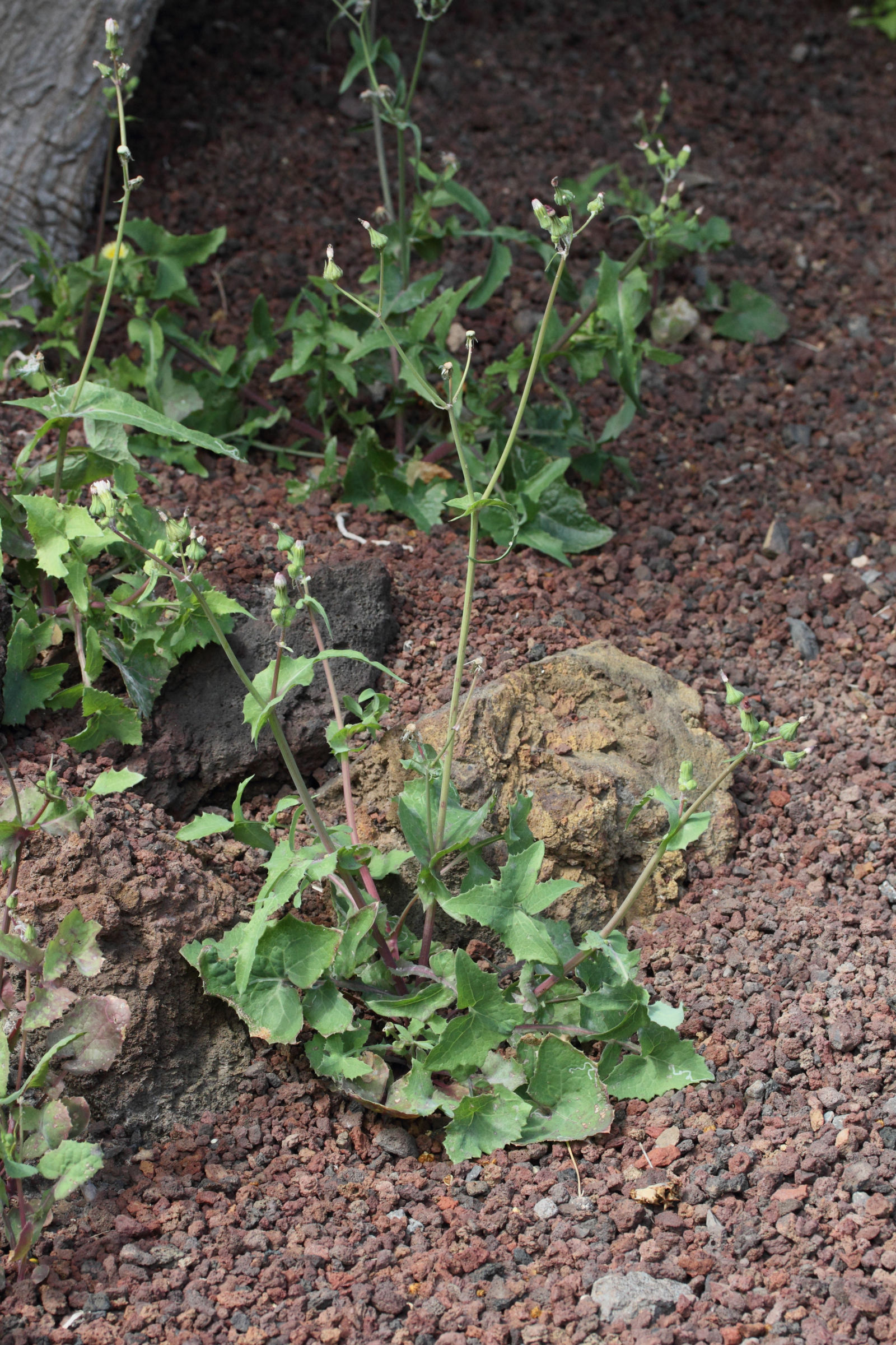 sonchus_oleraceus4md