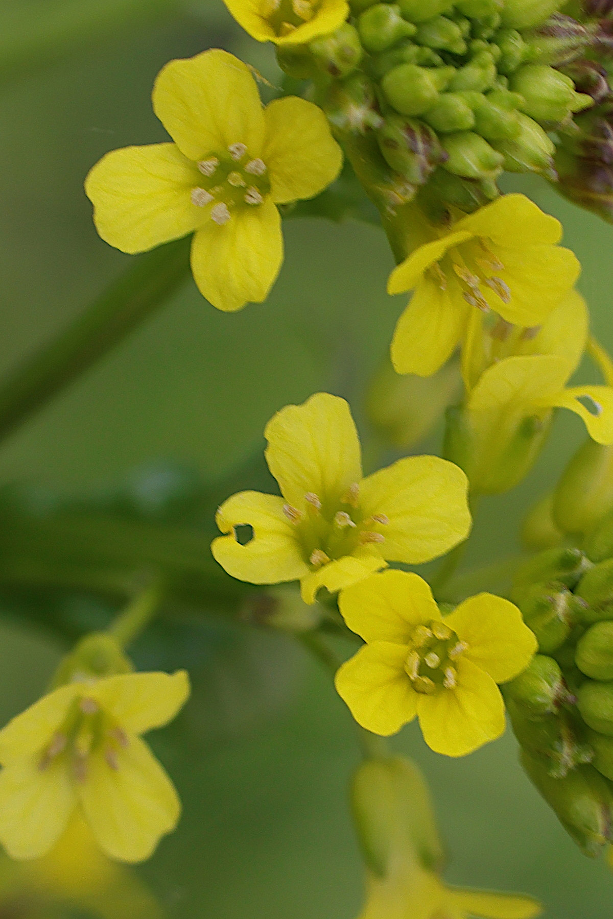 Afficher le média barbarea_vulgaris3bmd barbarea_vulgaris3bmd