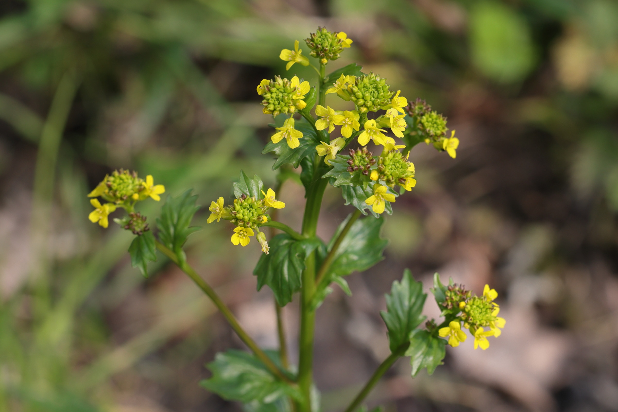 Afficher le média barbarea_vulgaris8md barbarea_vulgaris8md