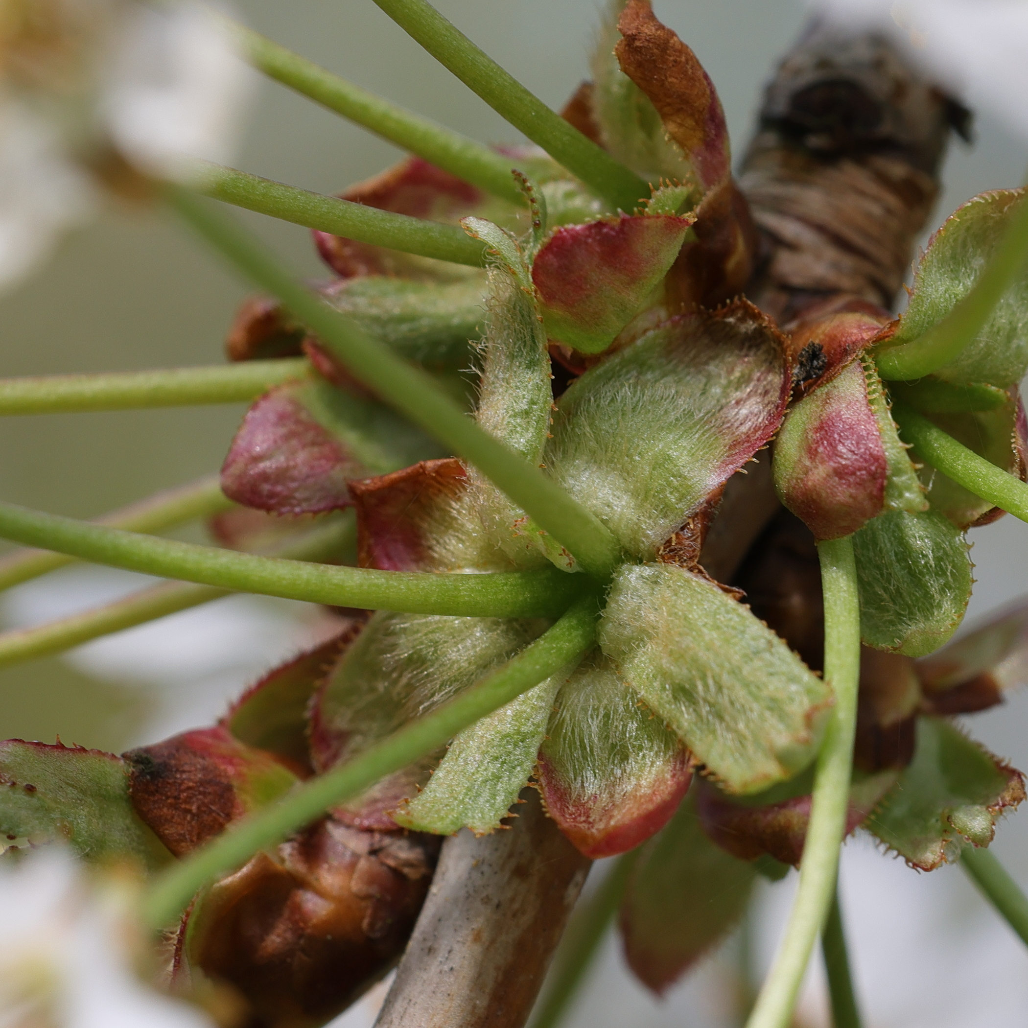 Afficher le média prunus_avium13md prunus_avium13md