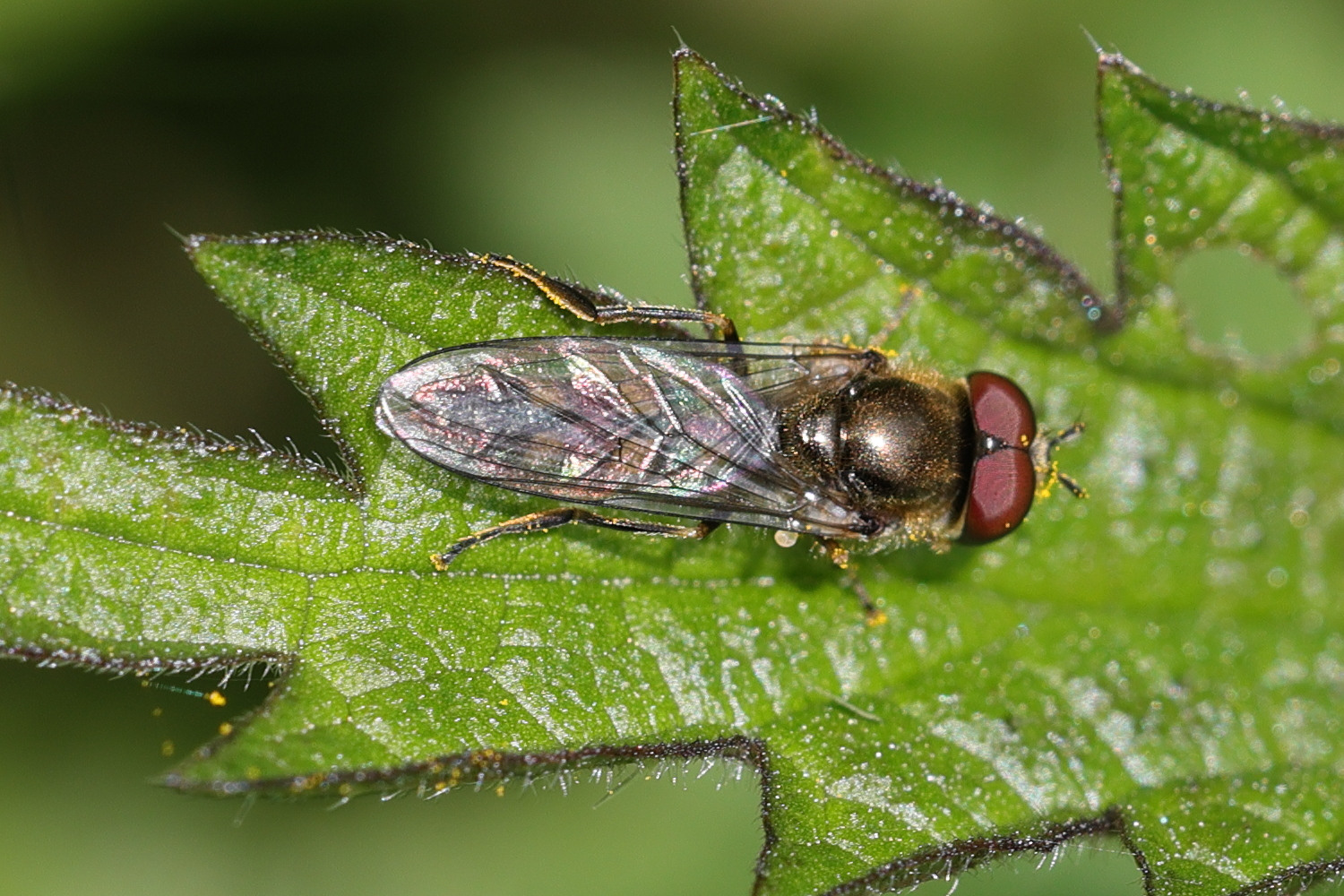 platycheirus_scutatus1md