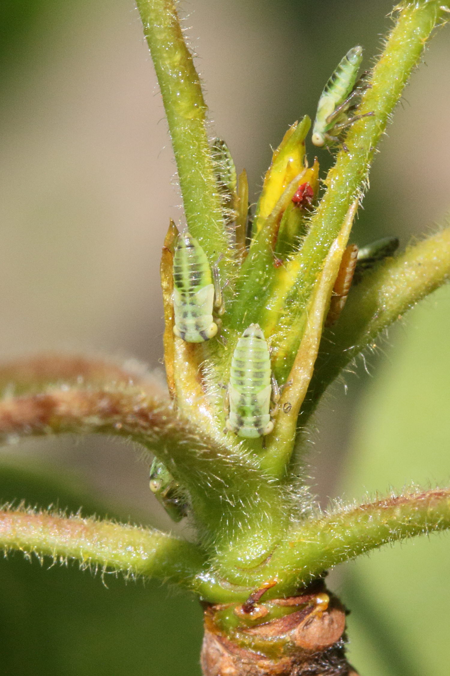 tremulicerus_distinguendus2md