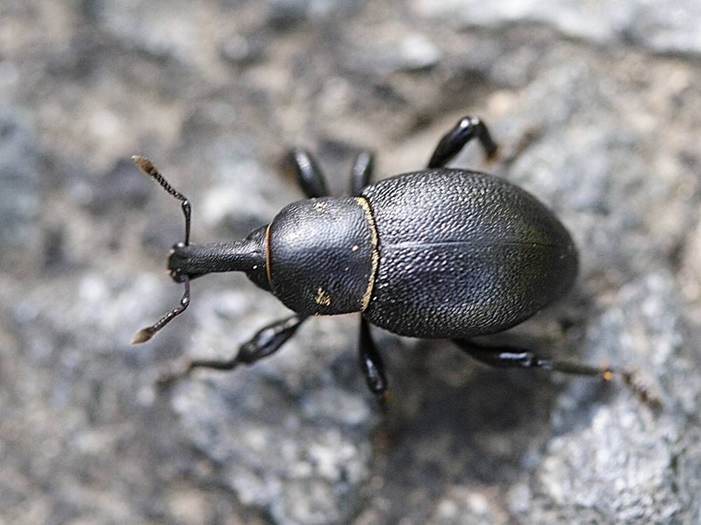 Afficher le média liparus_coronatus1md liparus_coronatus1md