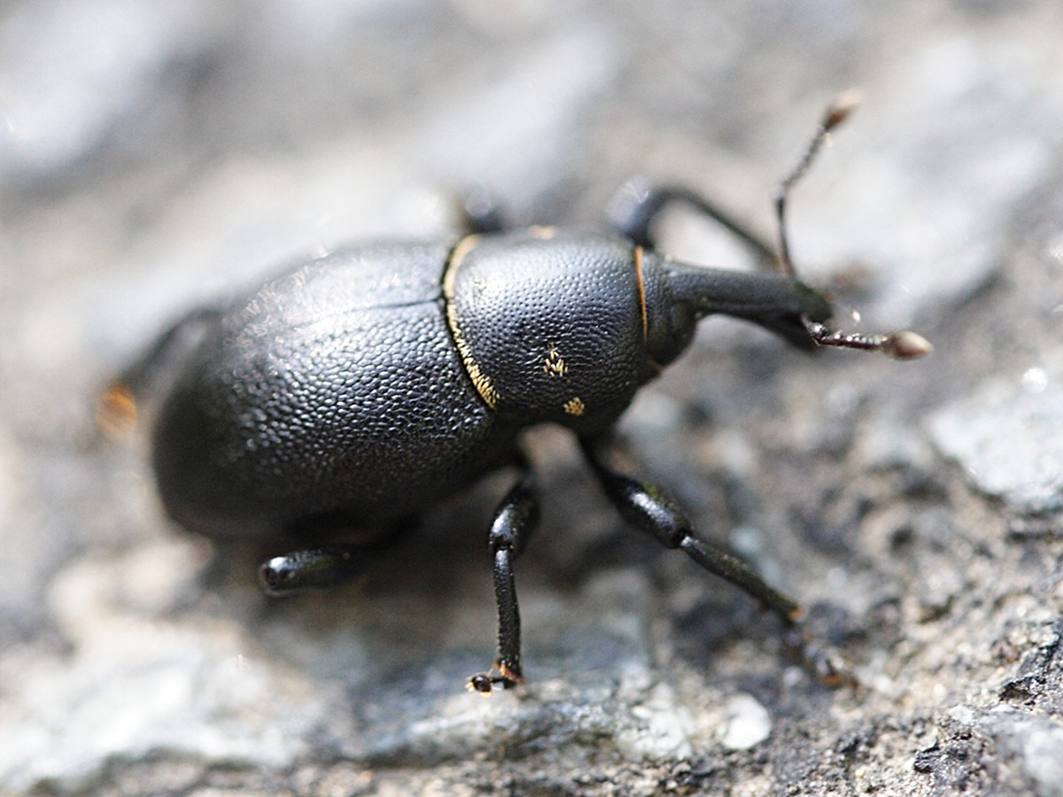 Afficher le média liparus_coronatus2md liparus_coronatus2md