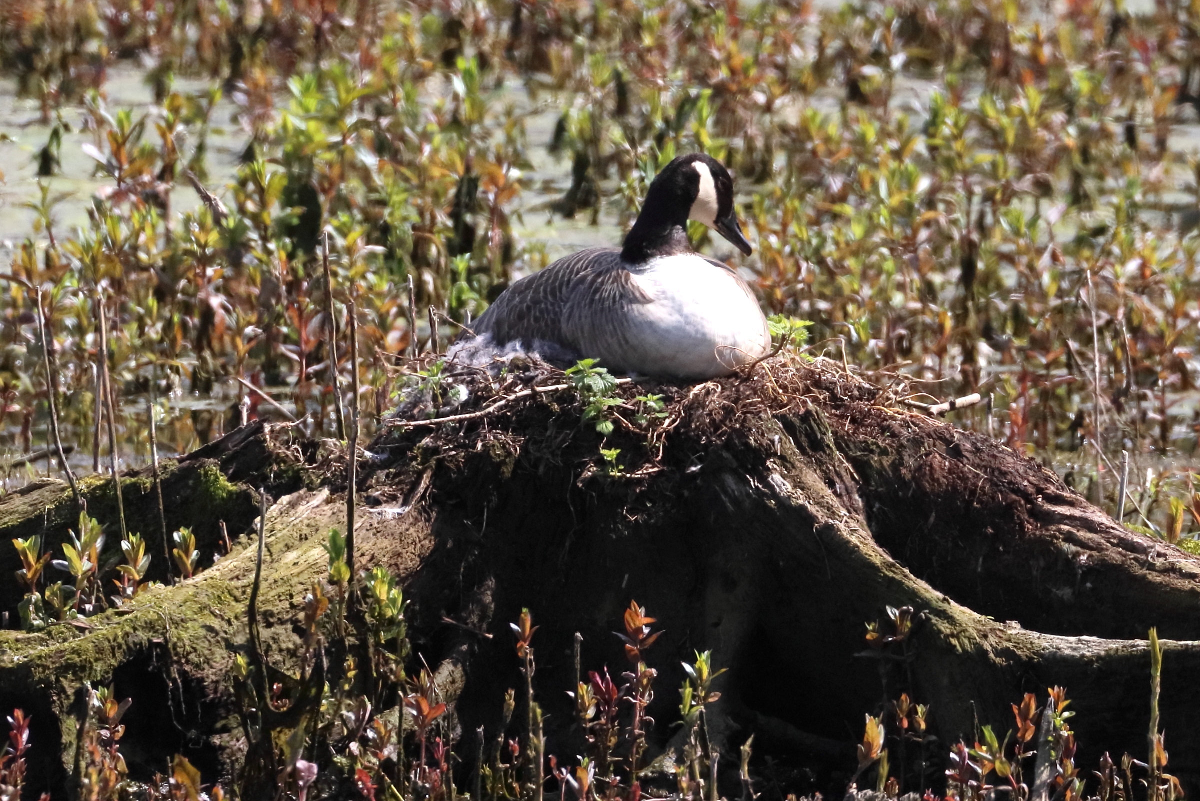 bernache_du_canada_-_branta_canadensis9bd