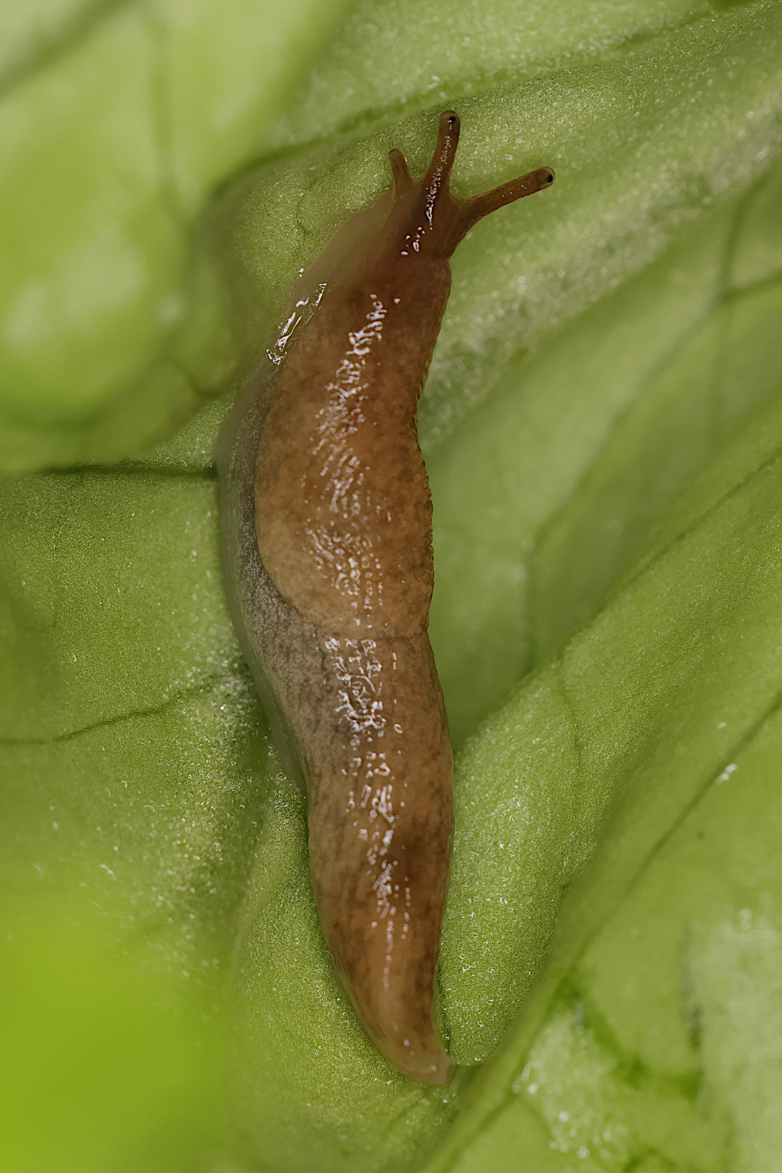 Afficher le média deroceras_reticulatum7md deroceras_reticulatum7md