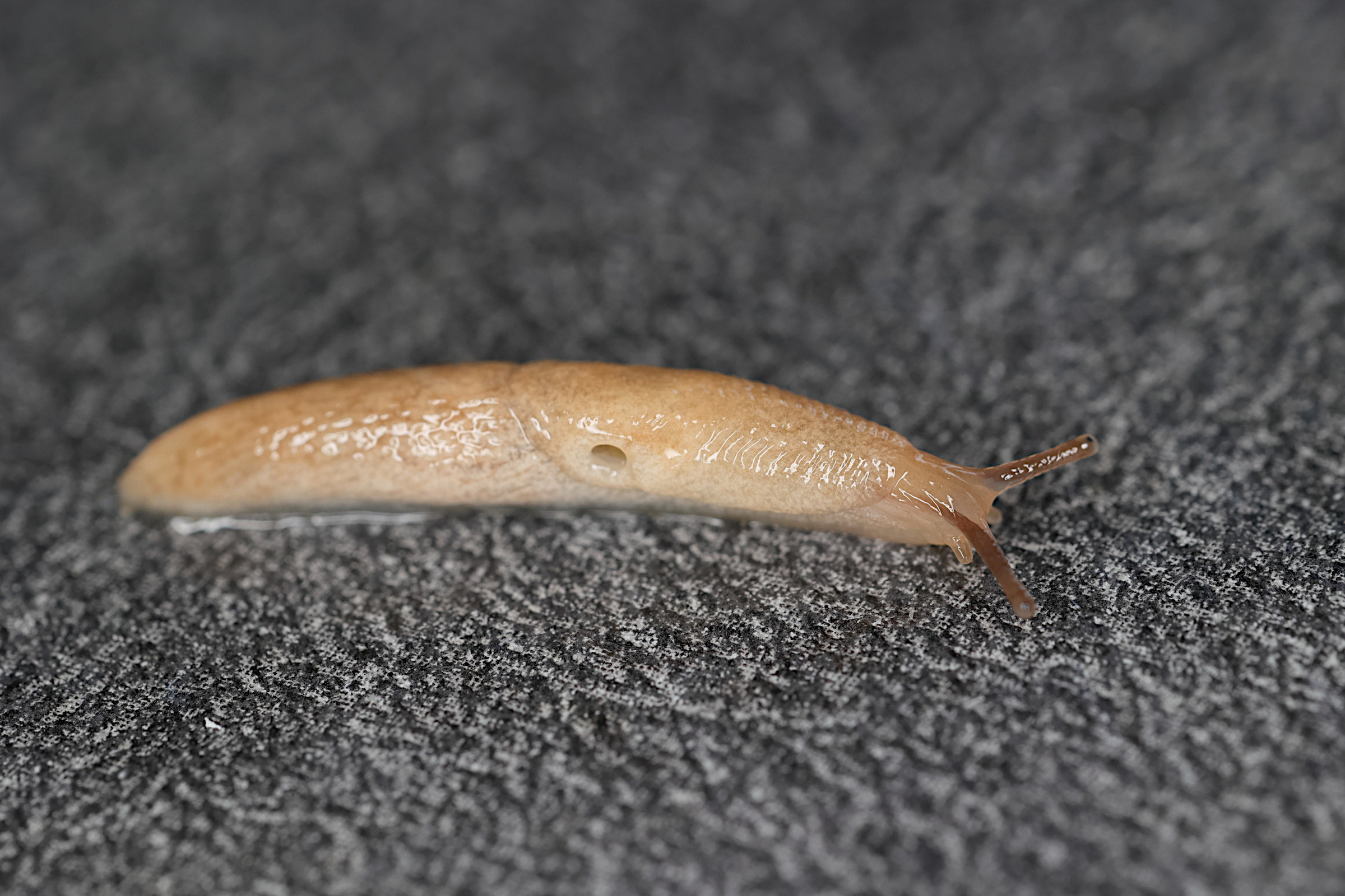 Afficher le média deroceras_reticulatum8md deroceras_reticulatum8md