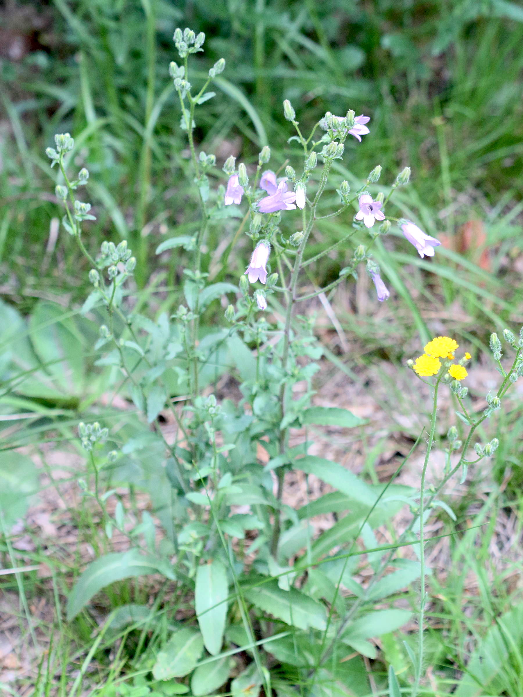 campanula_sibirica1md