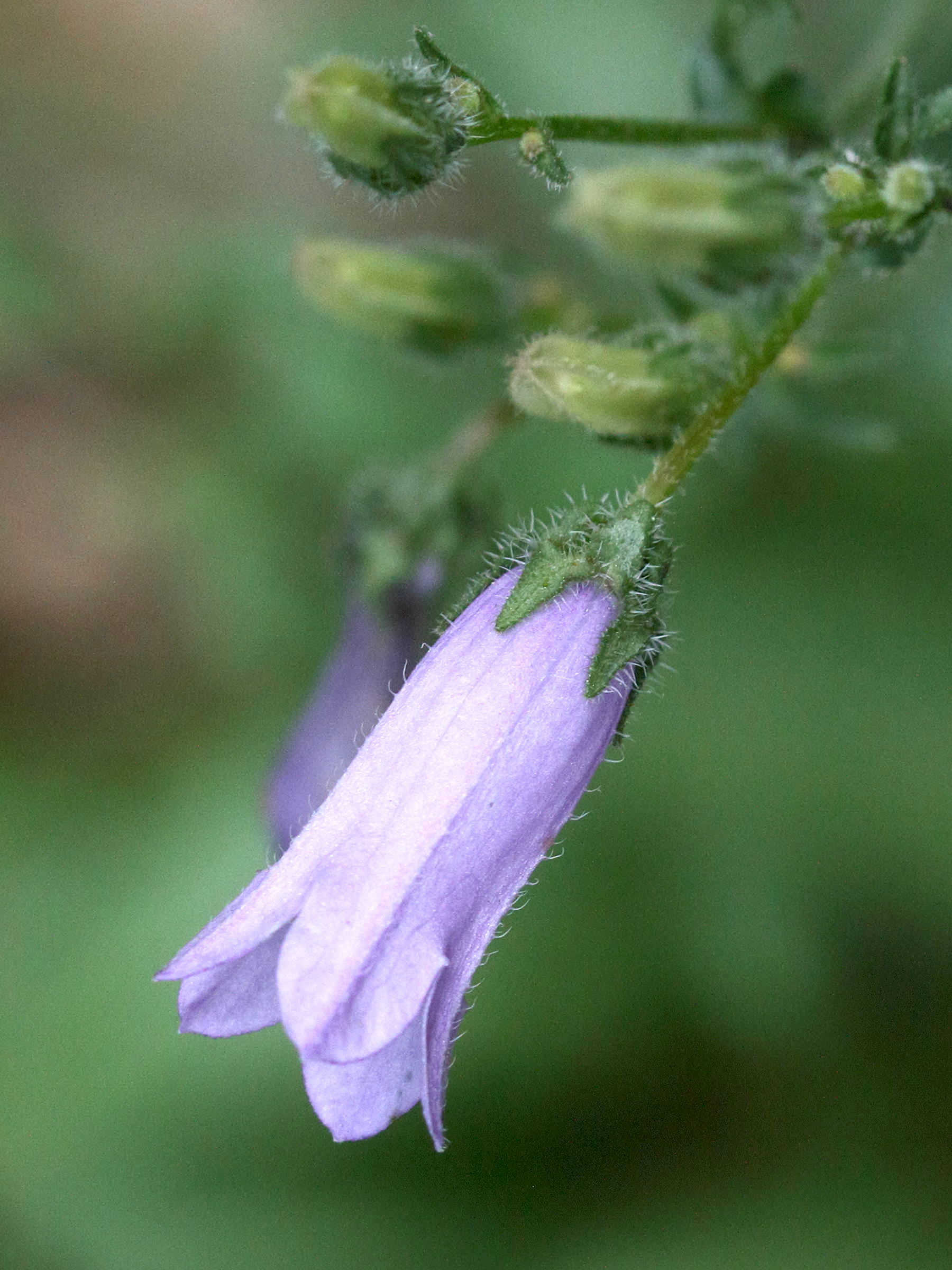 campanula_sibirica2md