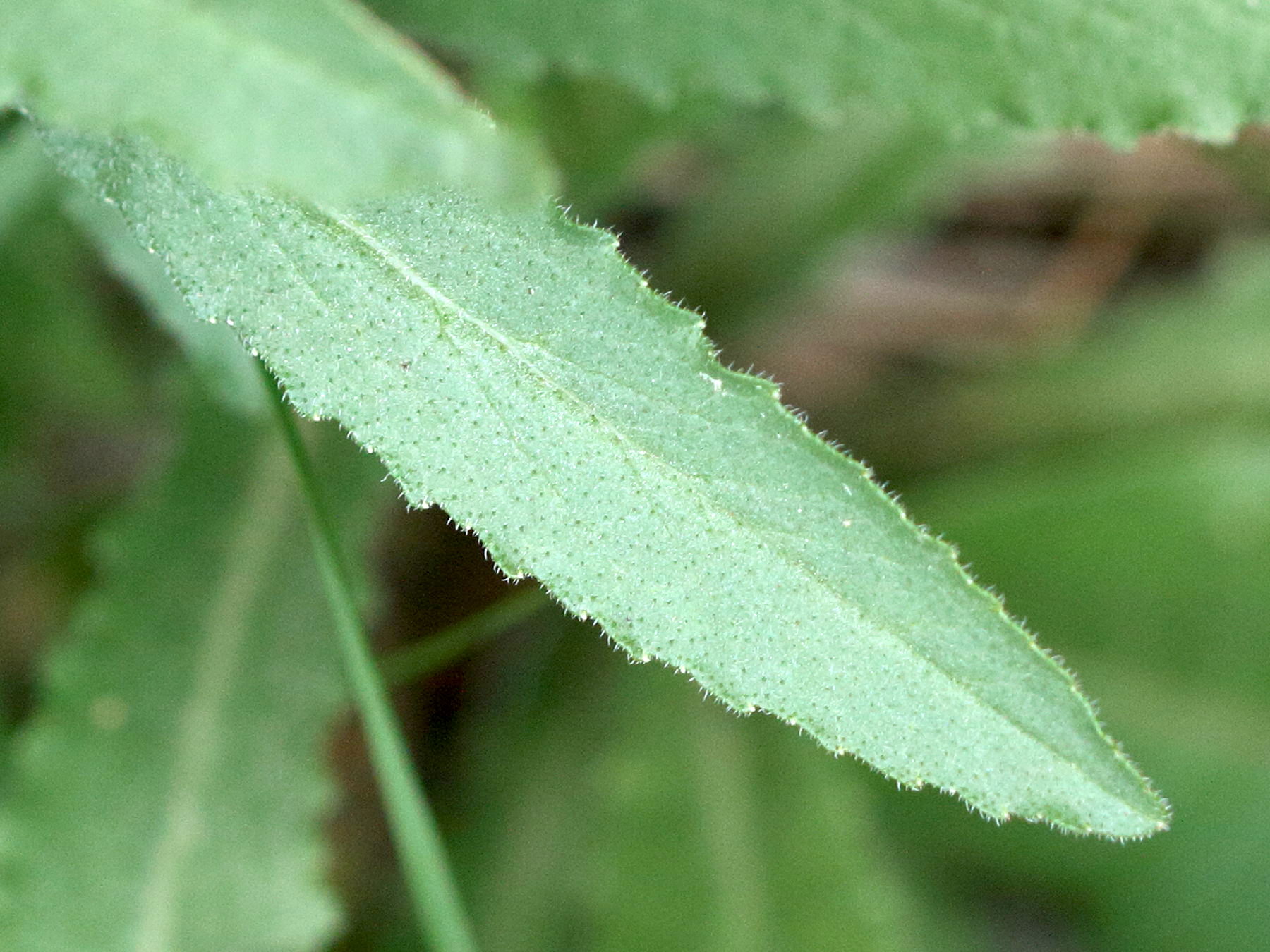 campanula_sibirica3md