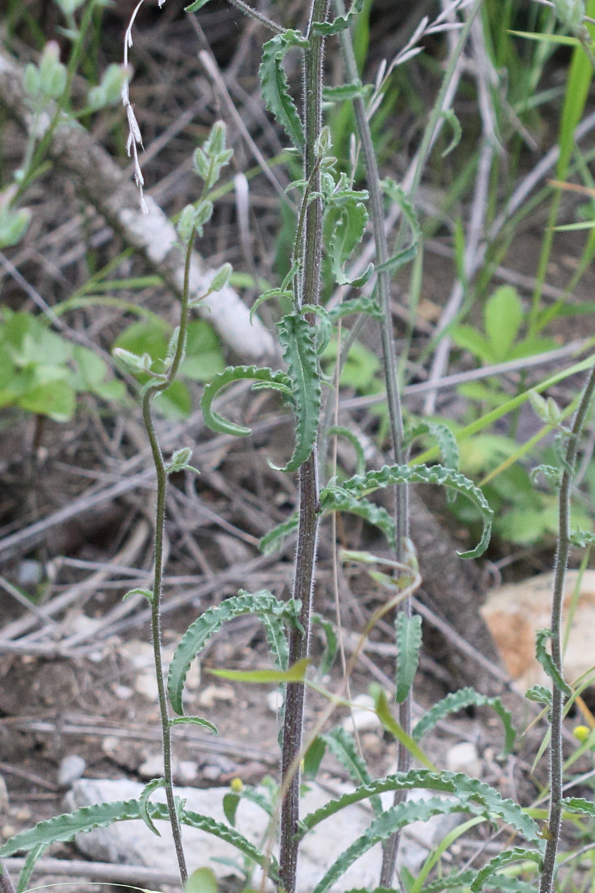 campanula_sibirica4md