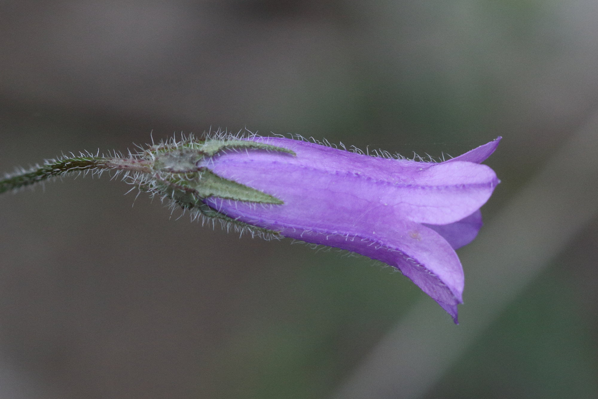 campanula_sibirica5md