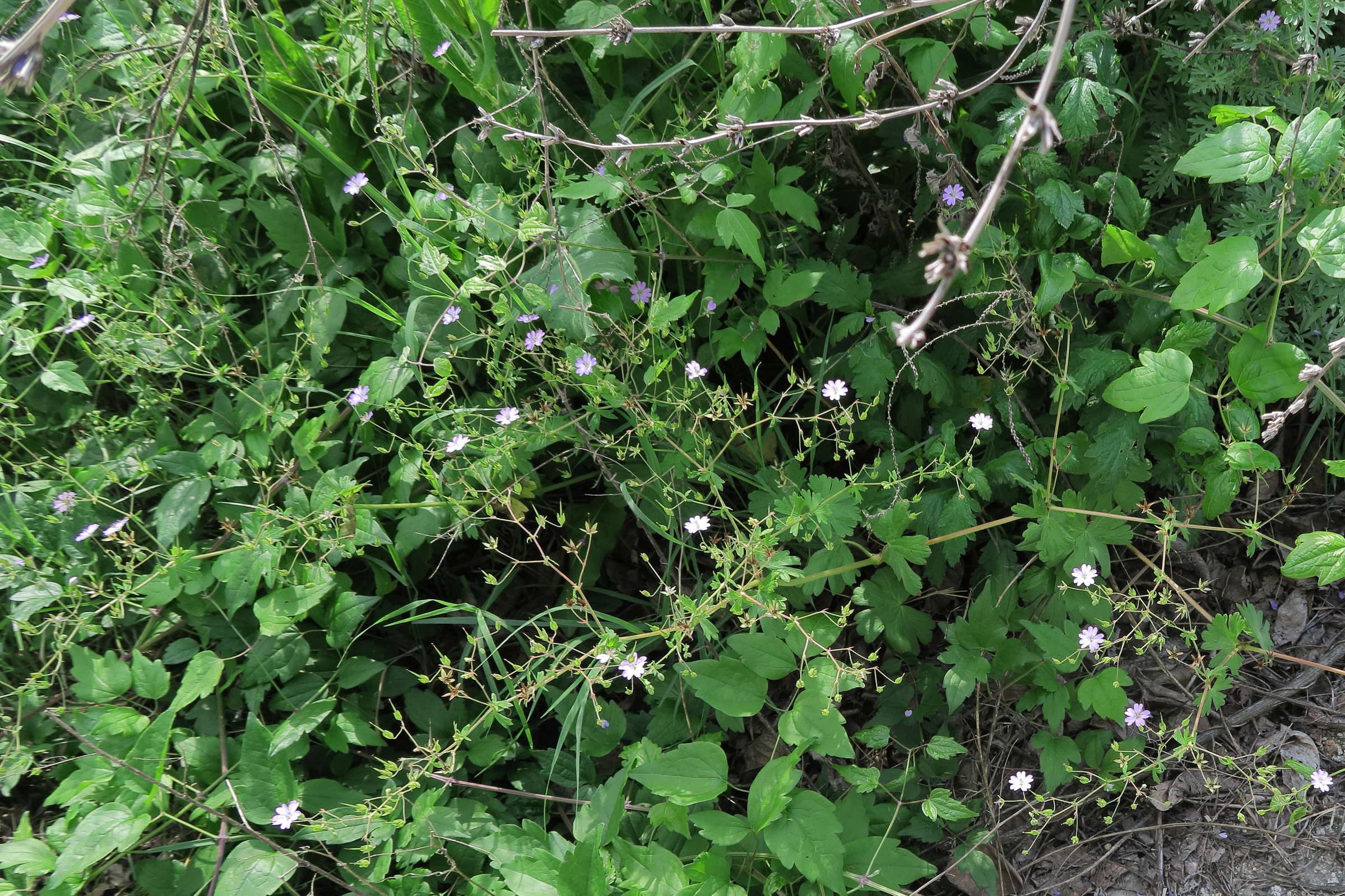 geranium_pyrenaicum5md