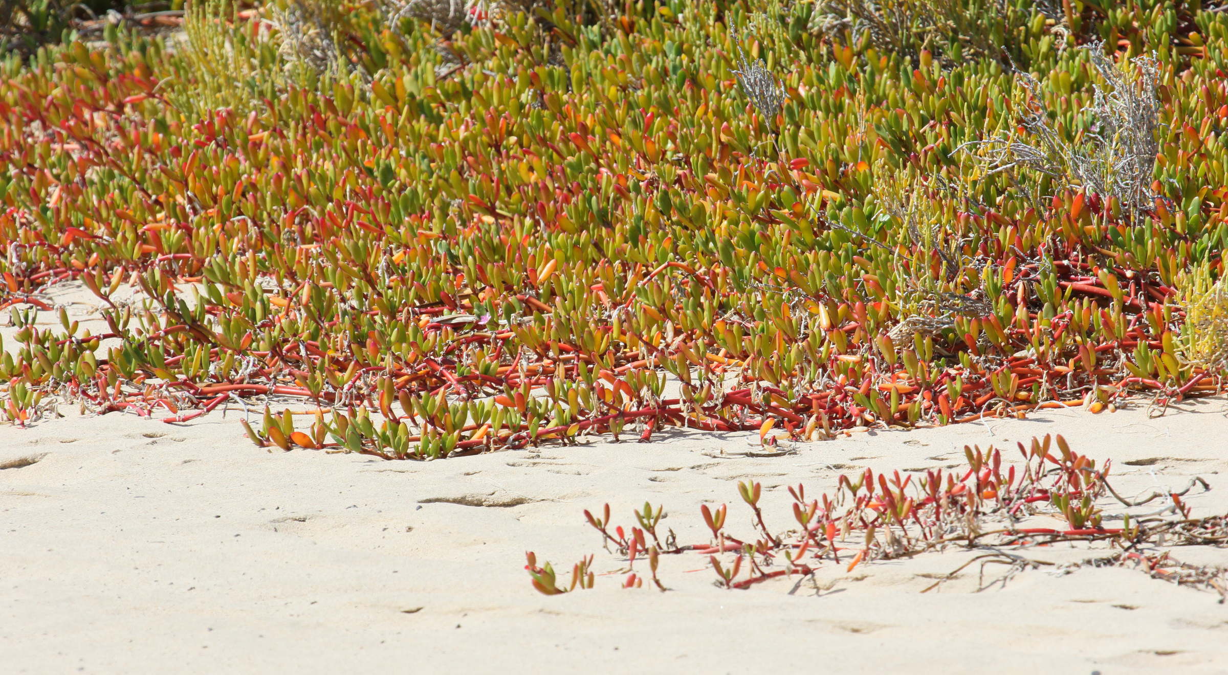 sesuvium_portulacastrum6bd