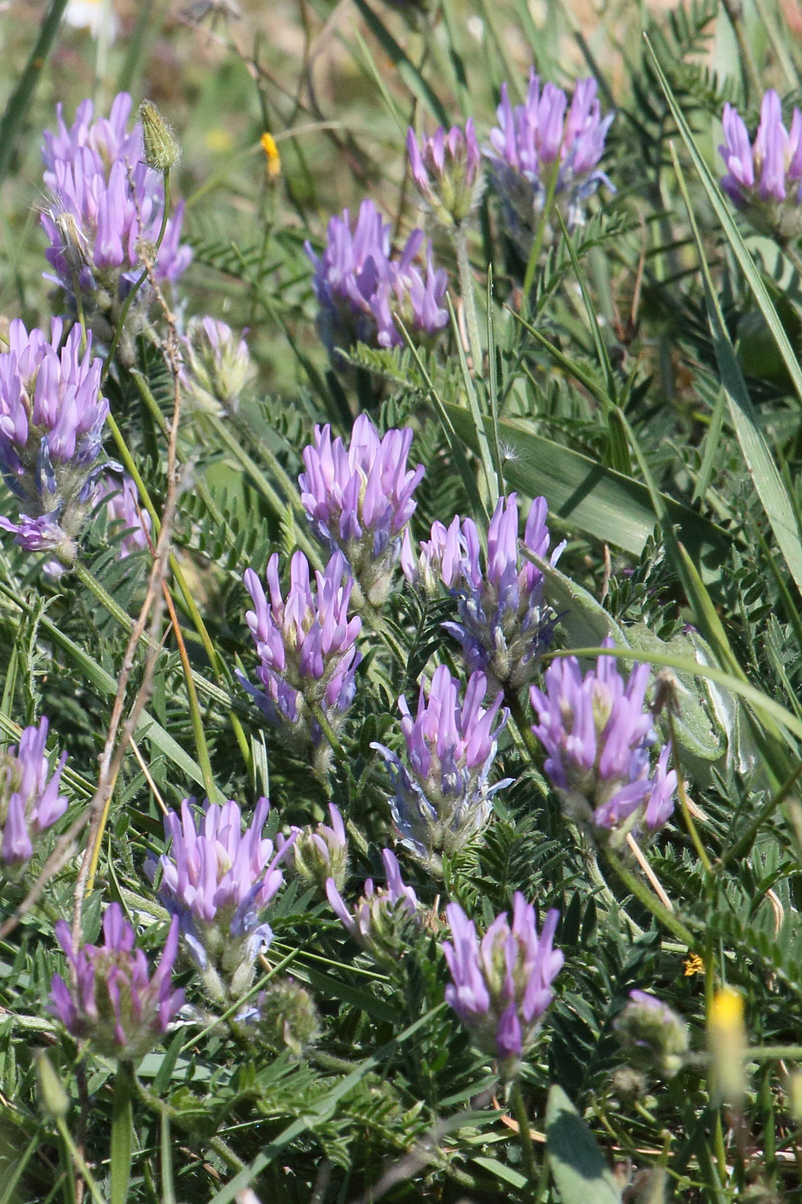 astragalus_onobrychis1bd
