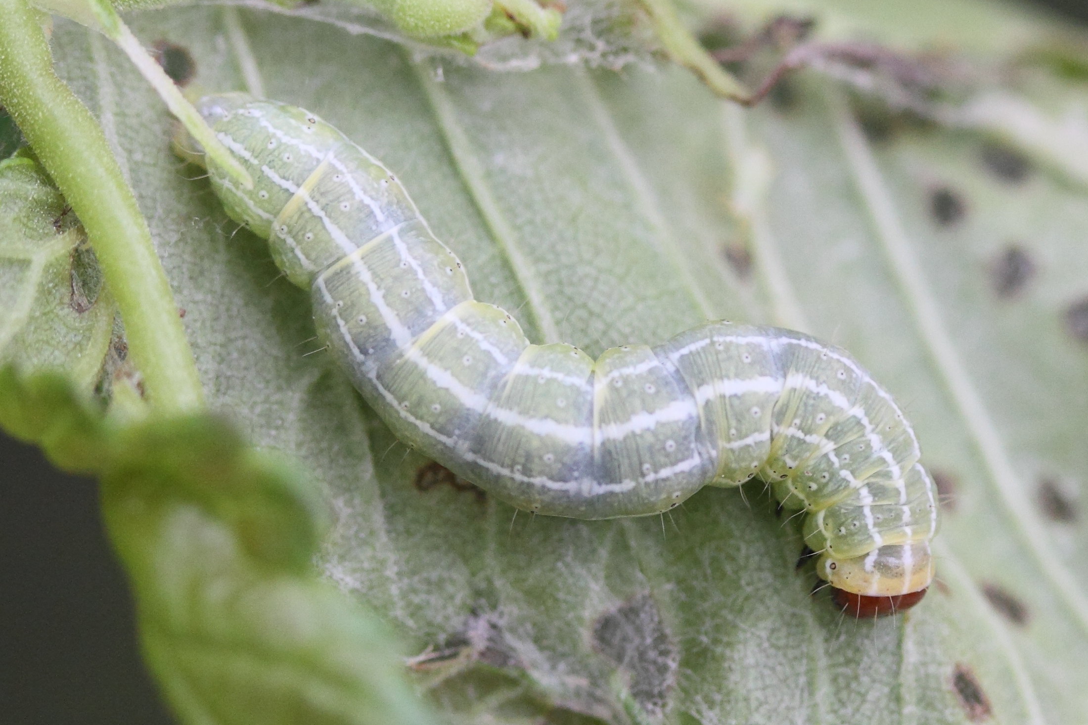 ipimorpha_subtusa_ch1md