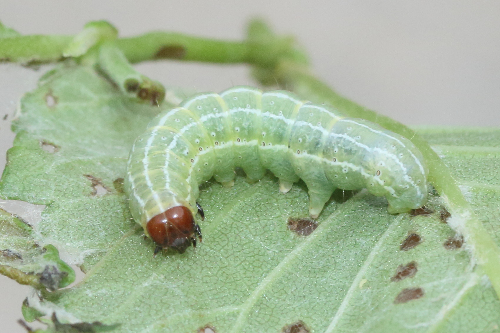 ipimorpha_subtusa_ch2md