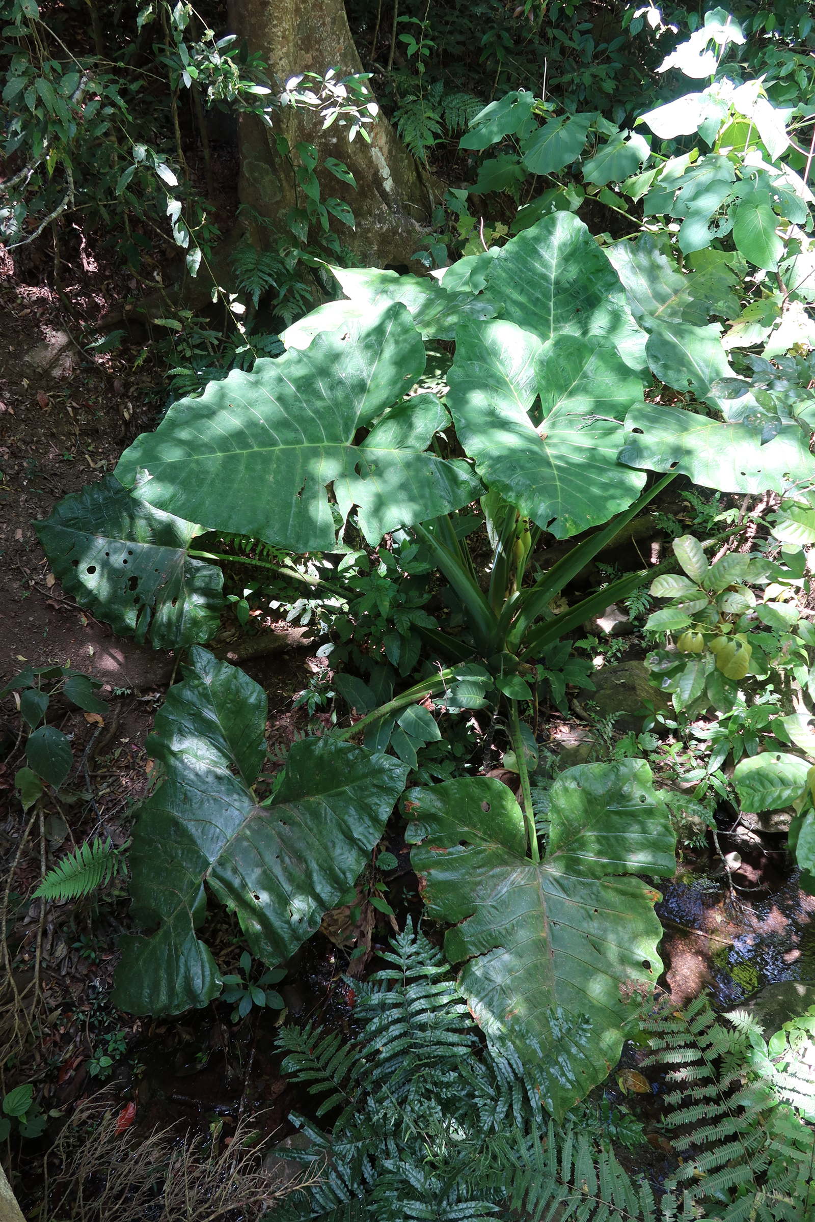 xanthosoma_robustum1md