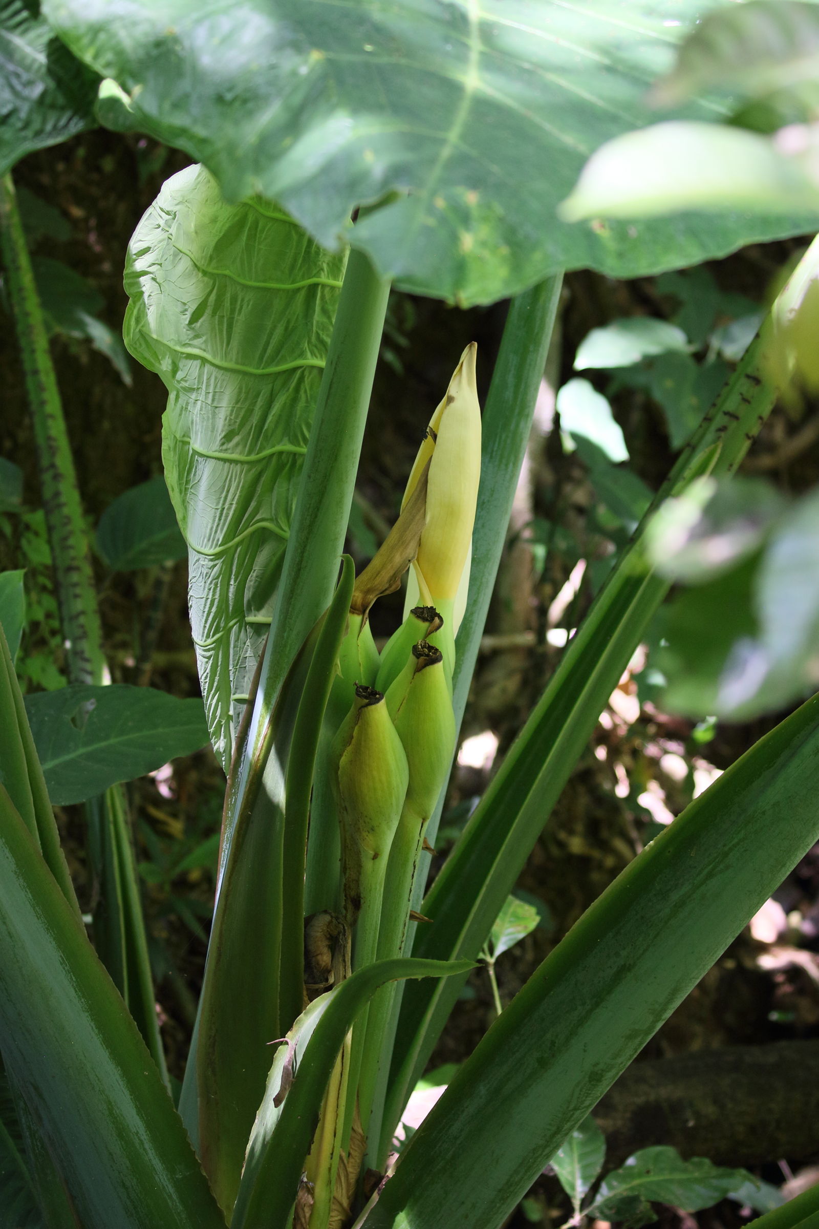 xanthosoma_robustum2bd