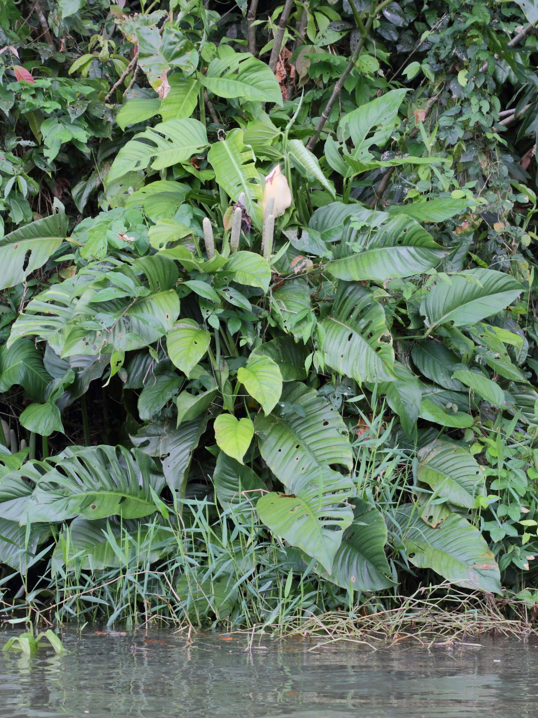 monstera_dissecta3md