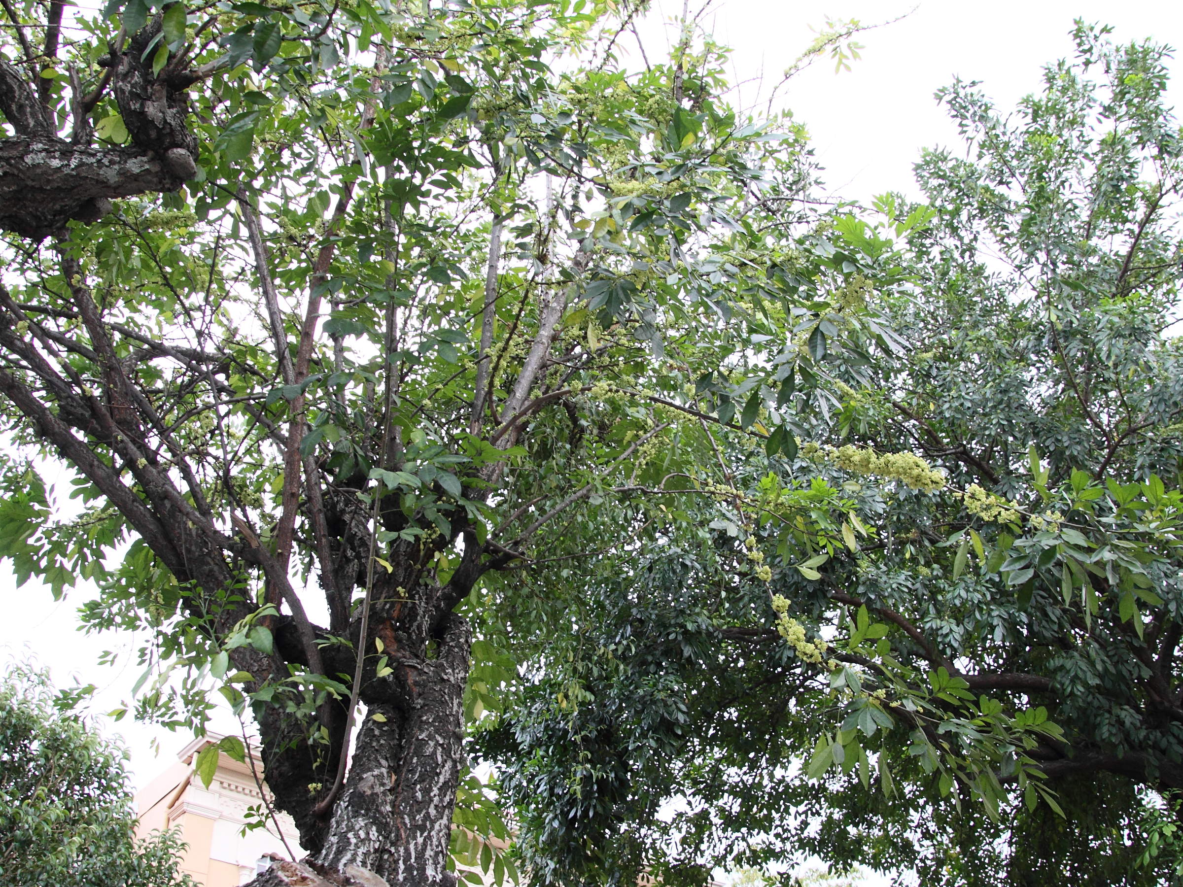 Afficher le média trichilia_havanensis1md trichilia_havanensis1md