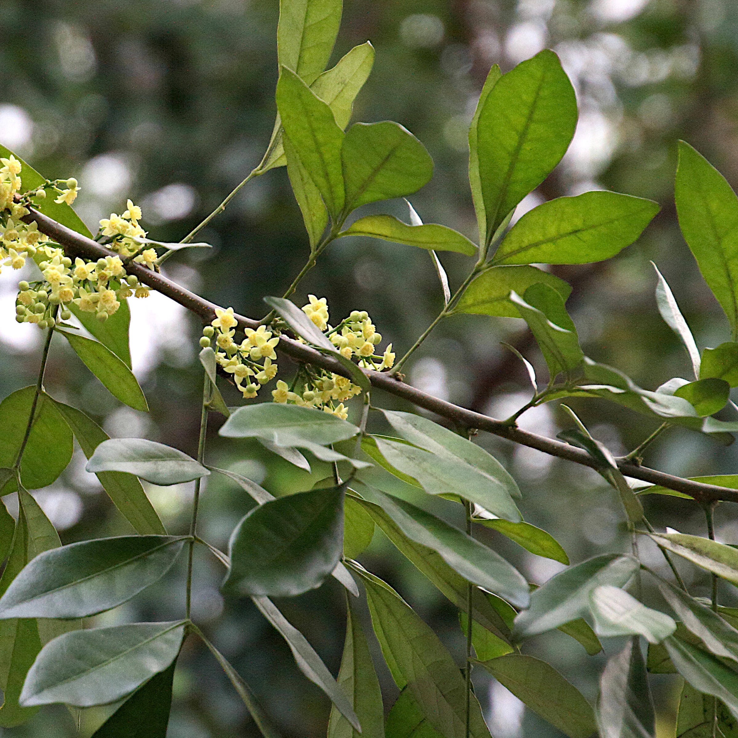 Afficher le média trichilia_havanensis2md trichilia_havanensis2md