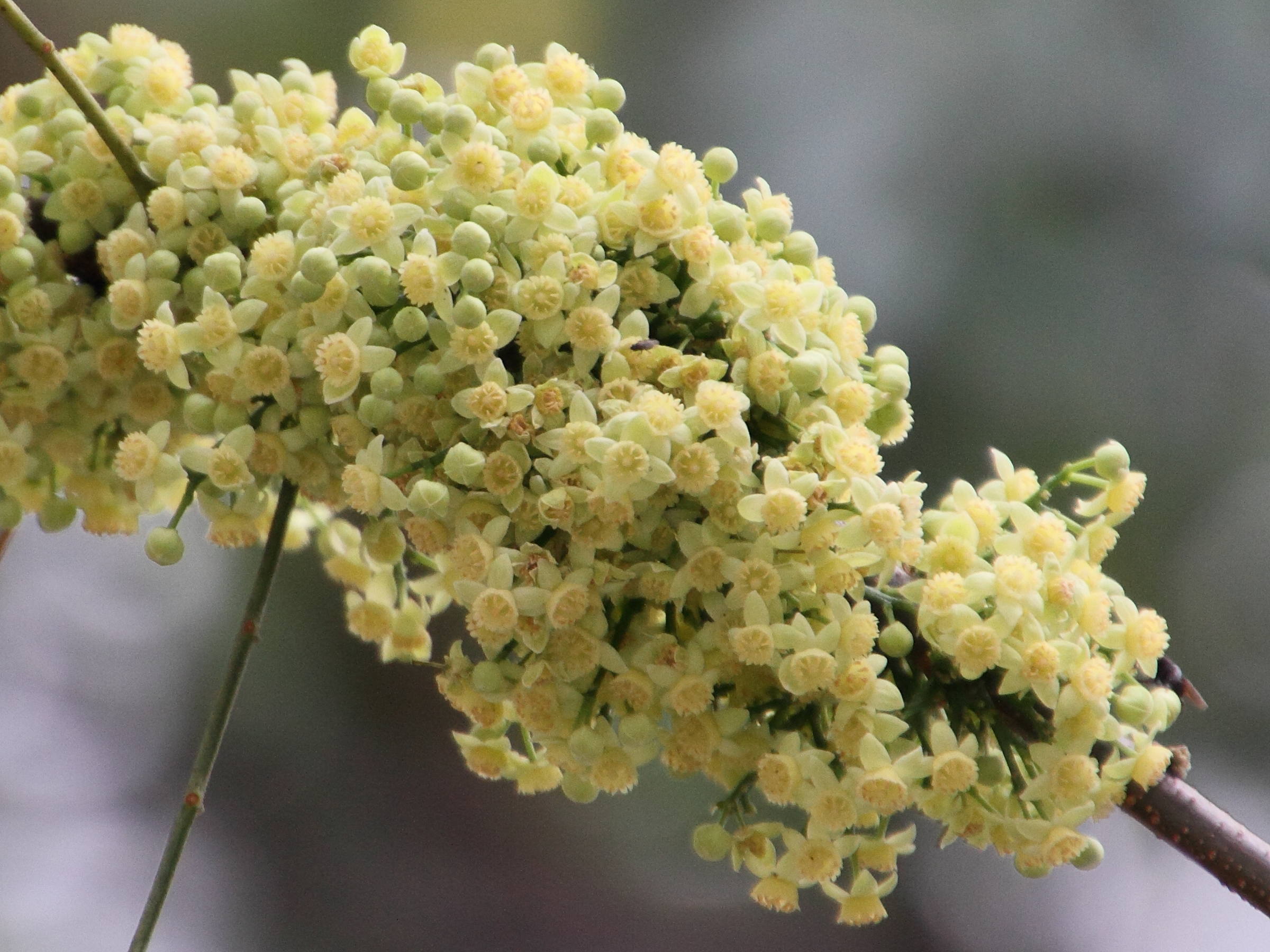 Afficher le média trichilia_havanensis3md trichilia_havanensis3md