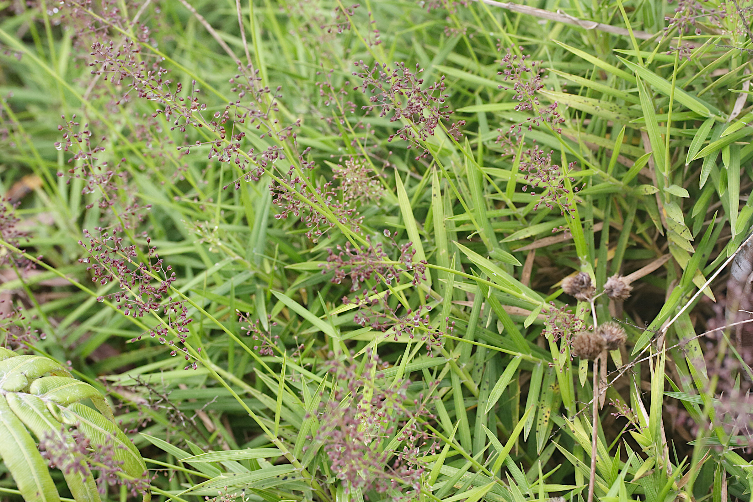 lasiacis_divaricata1md