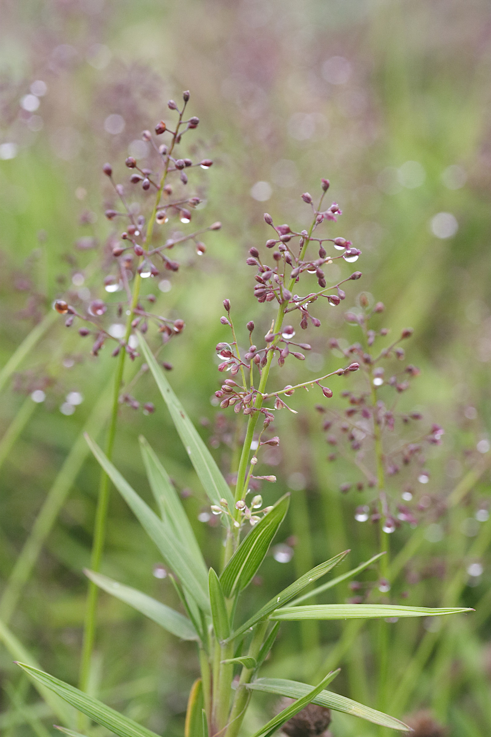 lasiacis_divaricata2md