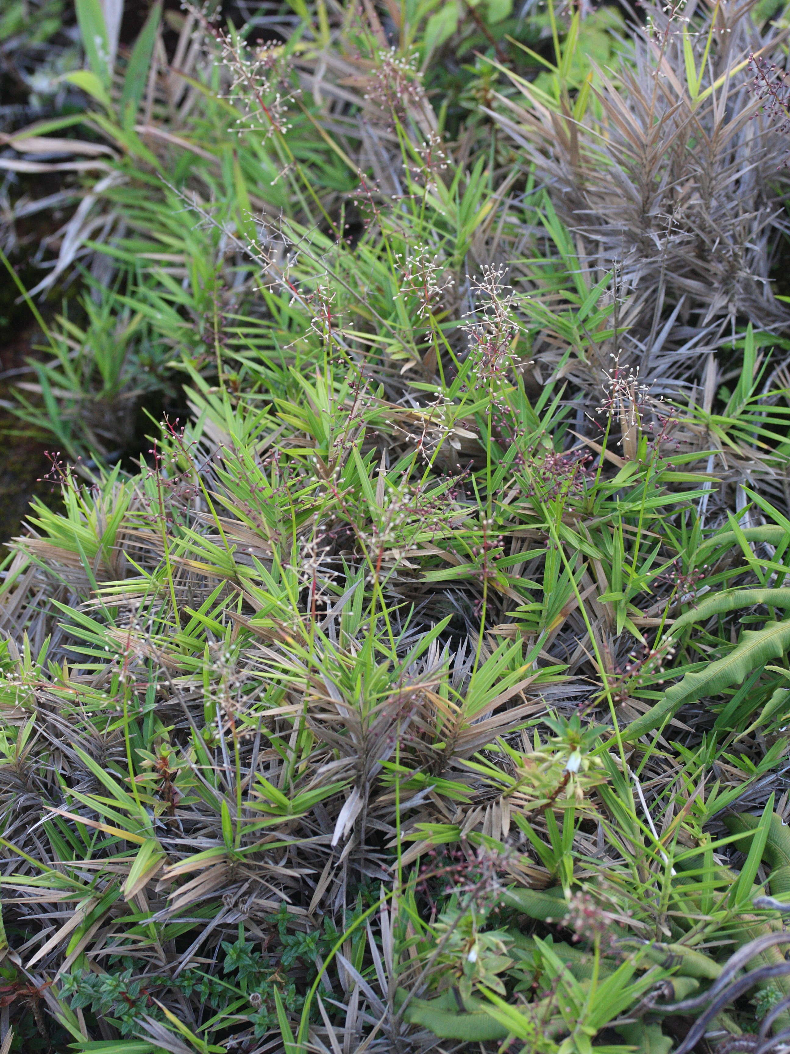 lasiacis_divaricata3md