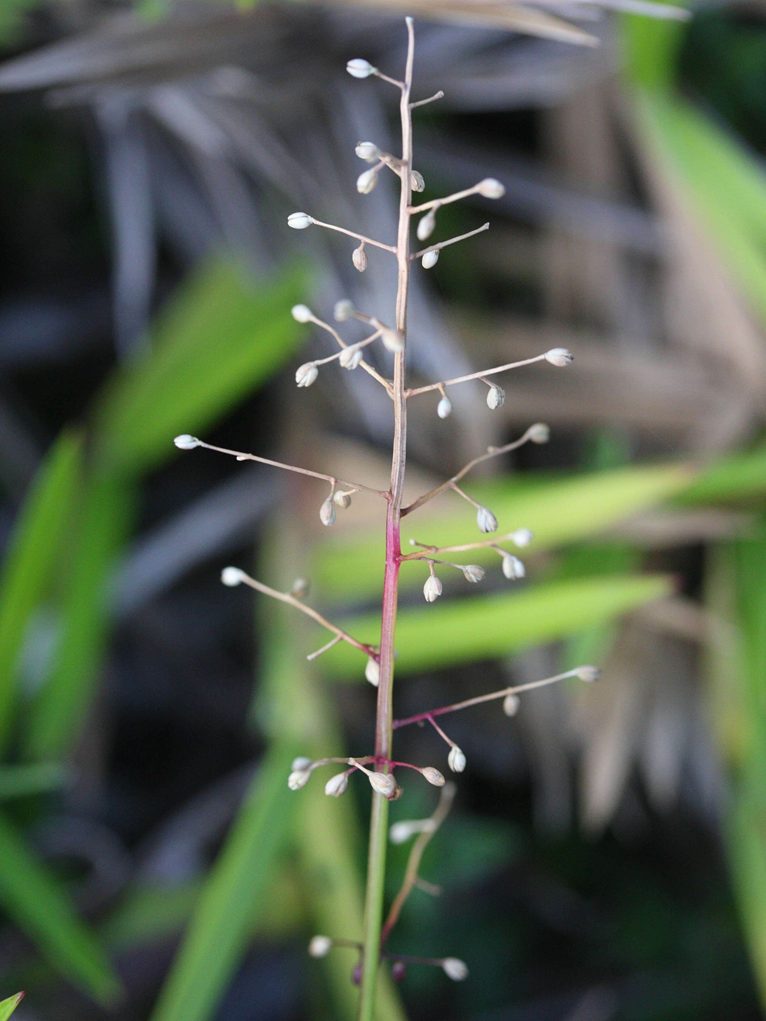 lasiacis_divaricata4md