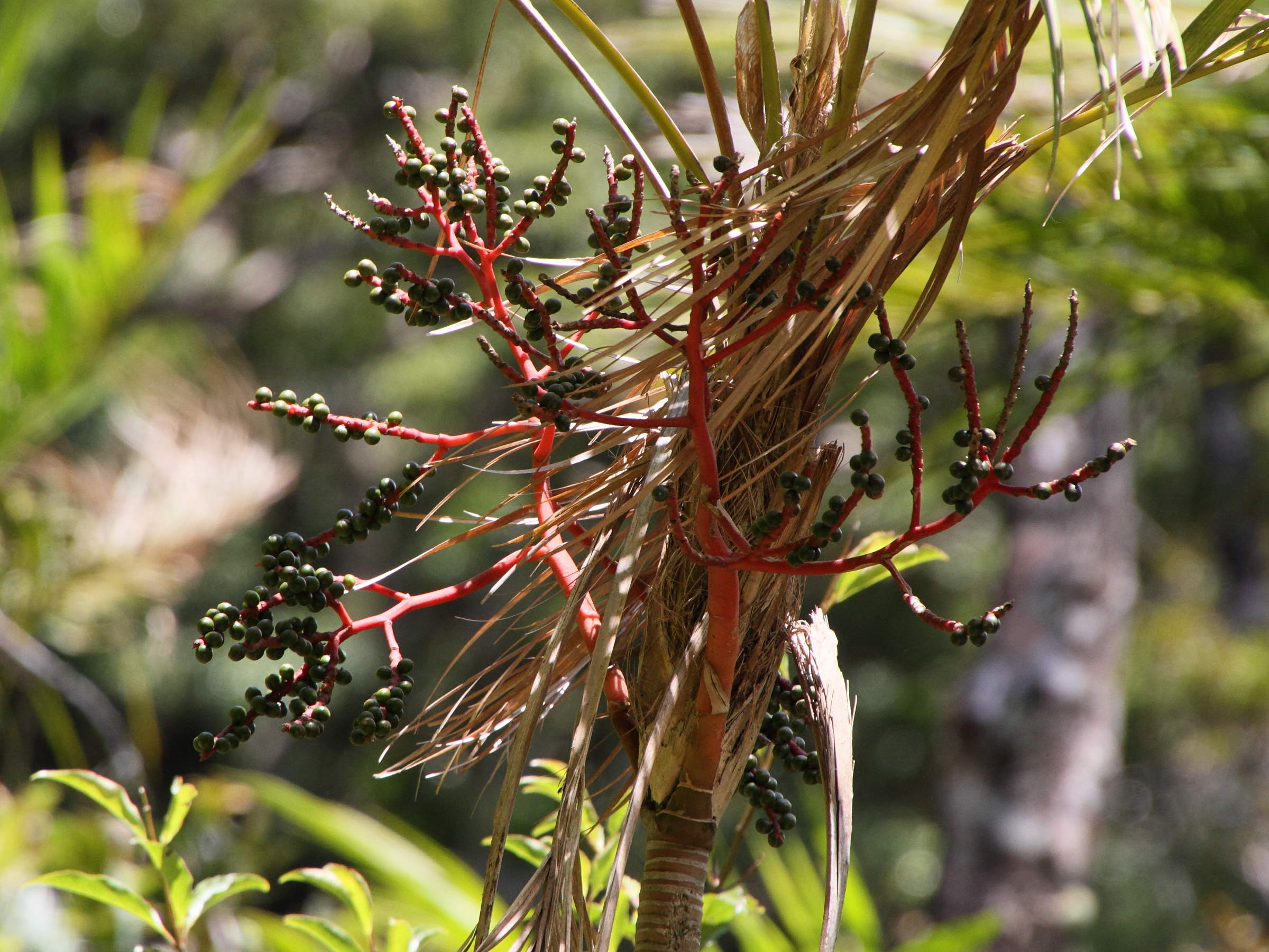 chamaedorea_tepelijote5md