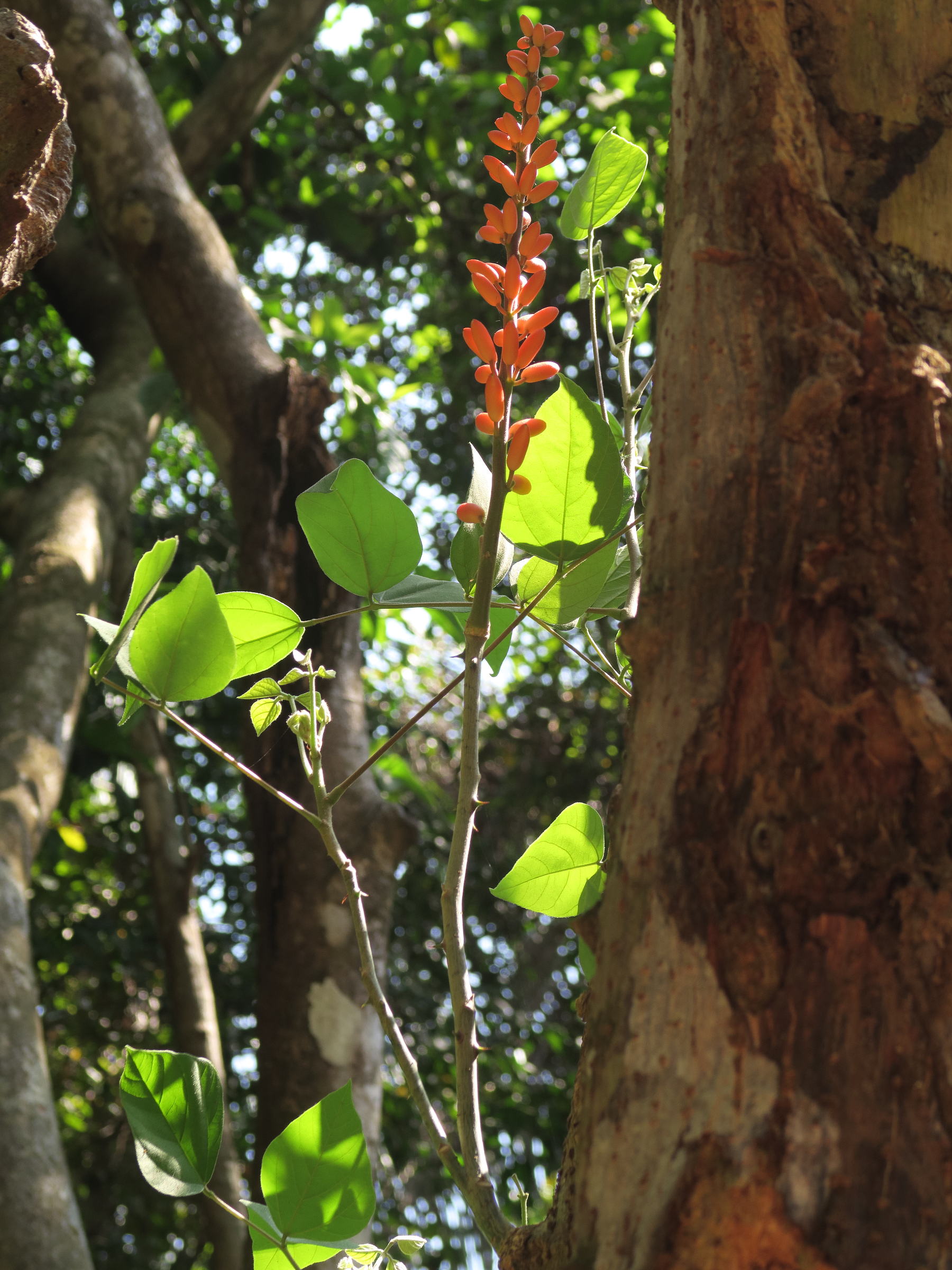 erythrina_berteroana12md