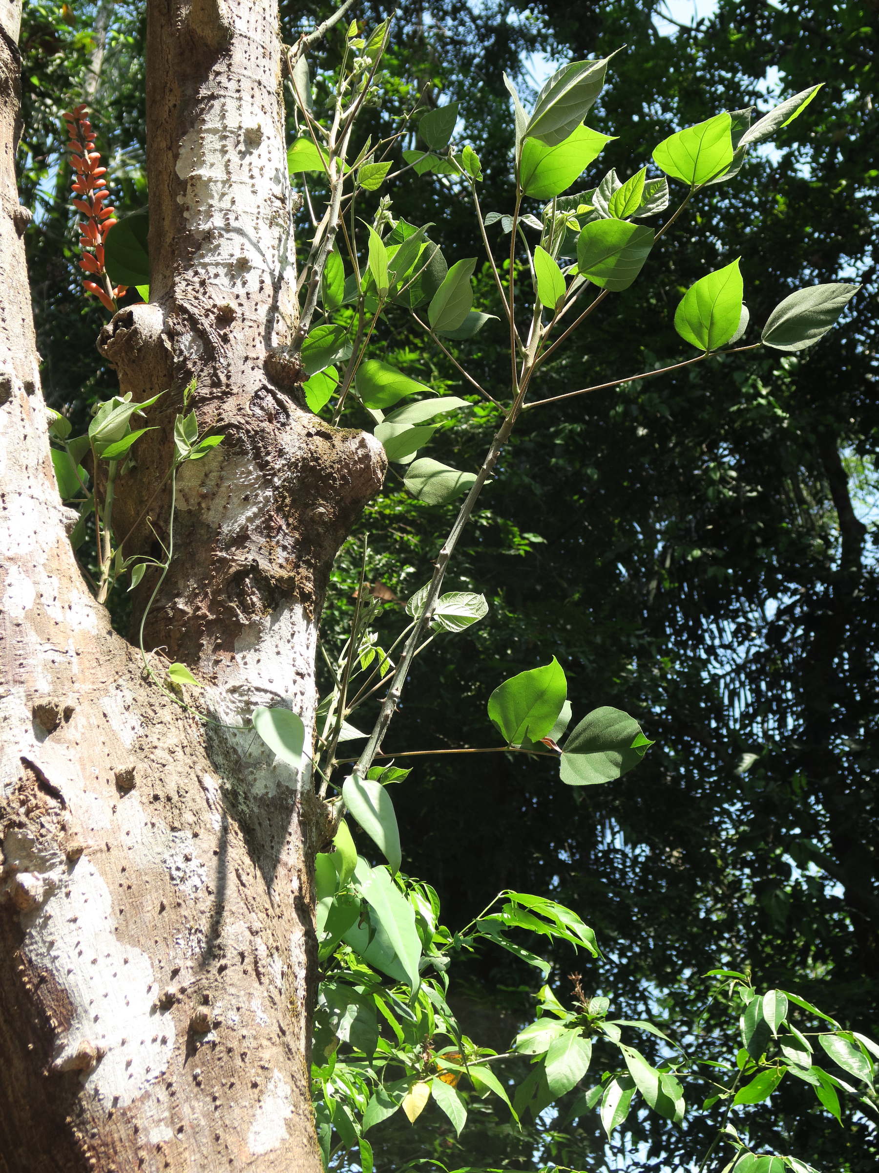 erythrina_berteroana1md