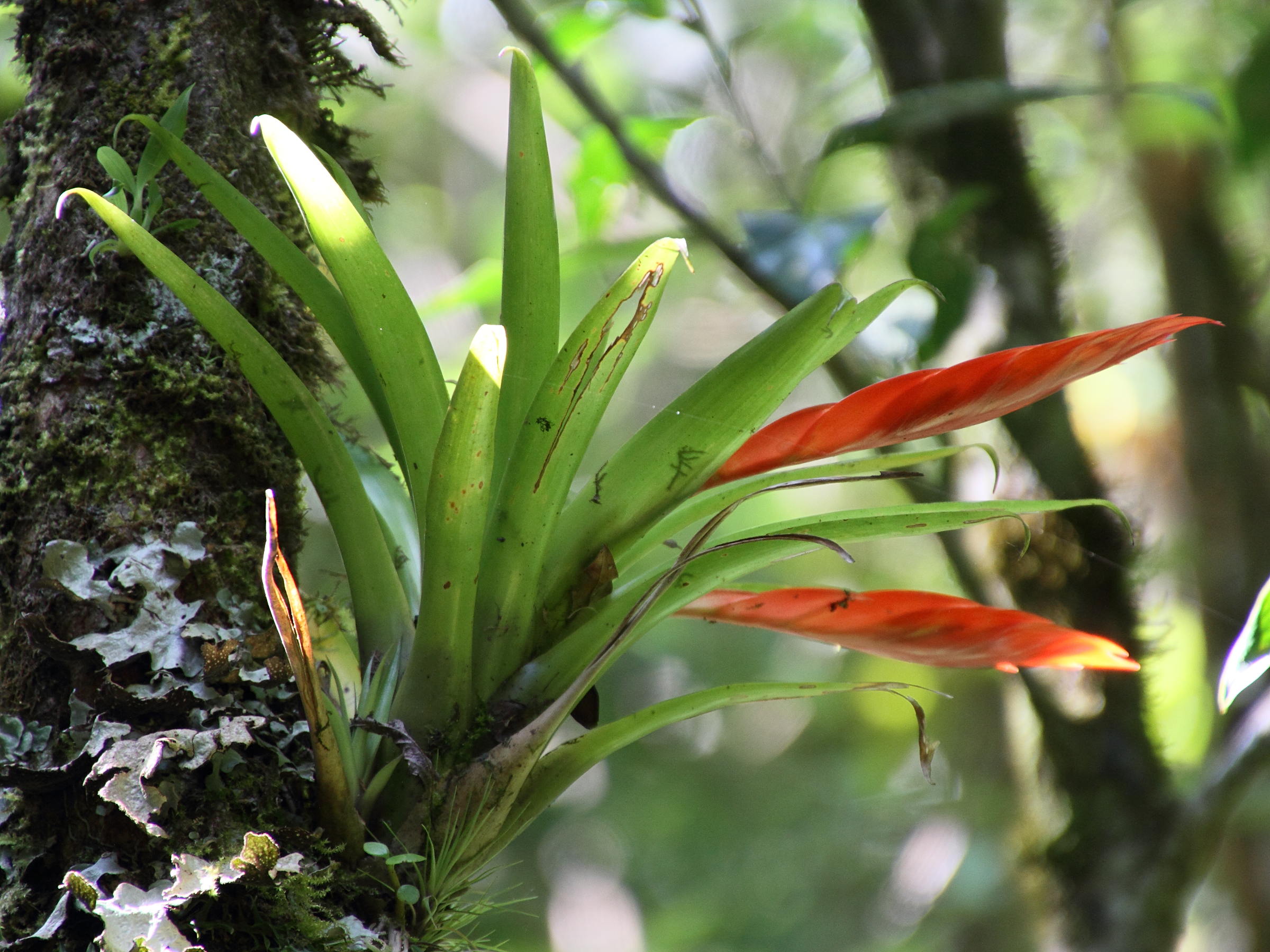 Afficher le média tillandsia_multicaulis1md tillandsia_multicaulis1md