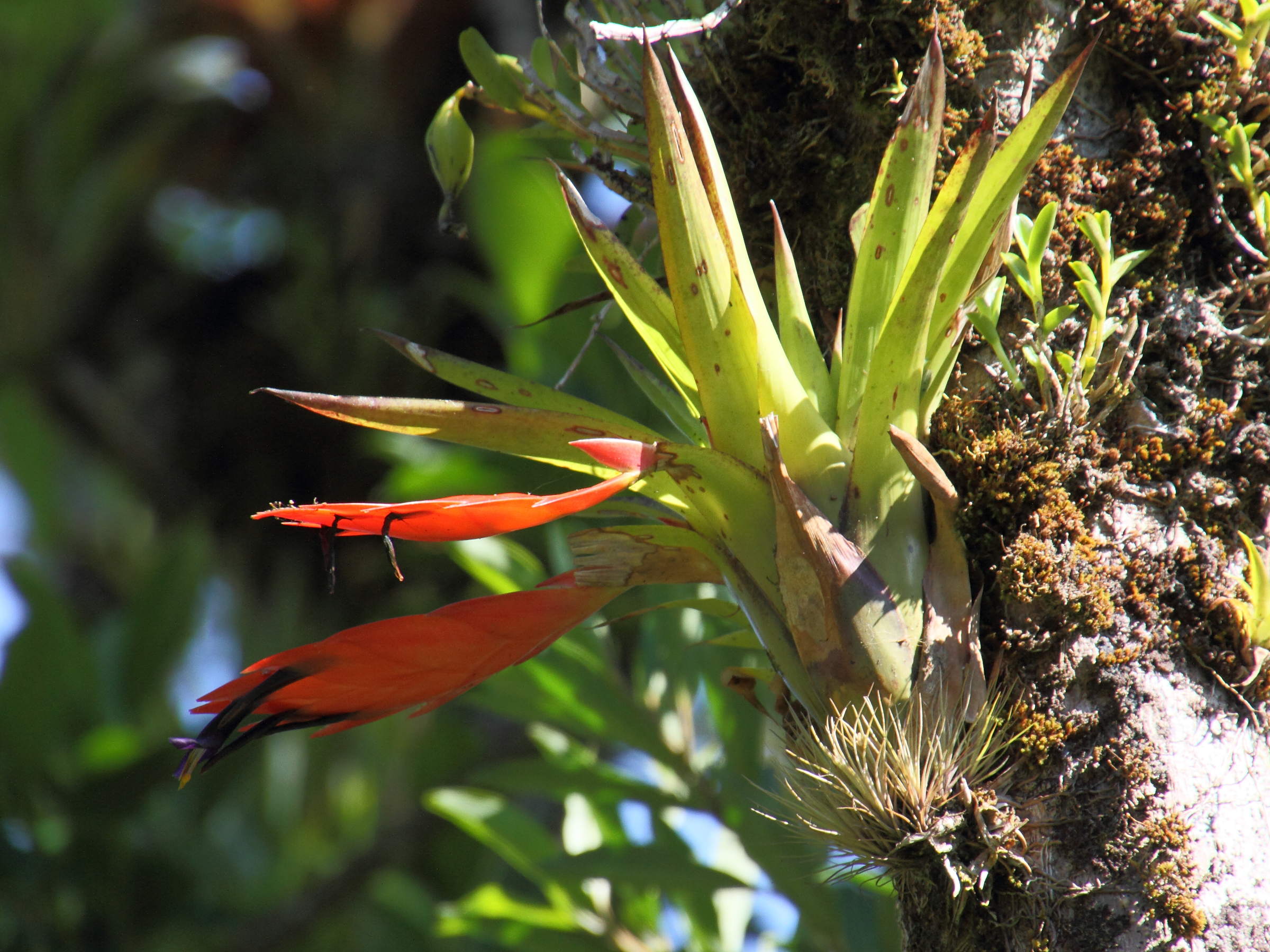 Afficher le média tillandsia_multicaulis2md tillandsia_multicaulis2md
