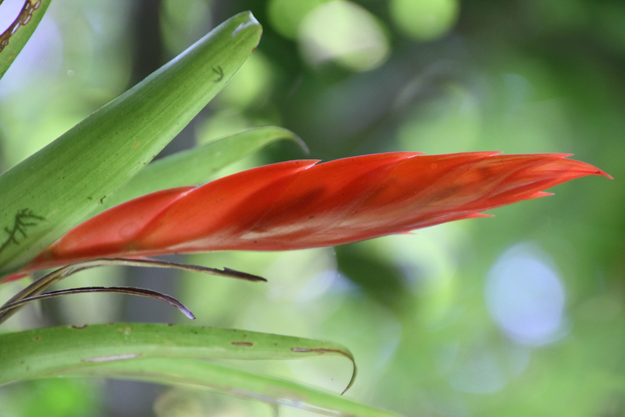 Afficher le média tillandsia_multicaulis3md tillandsia_multicaulis3md