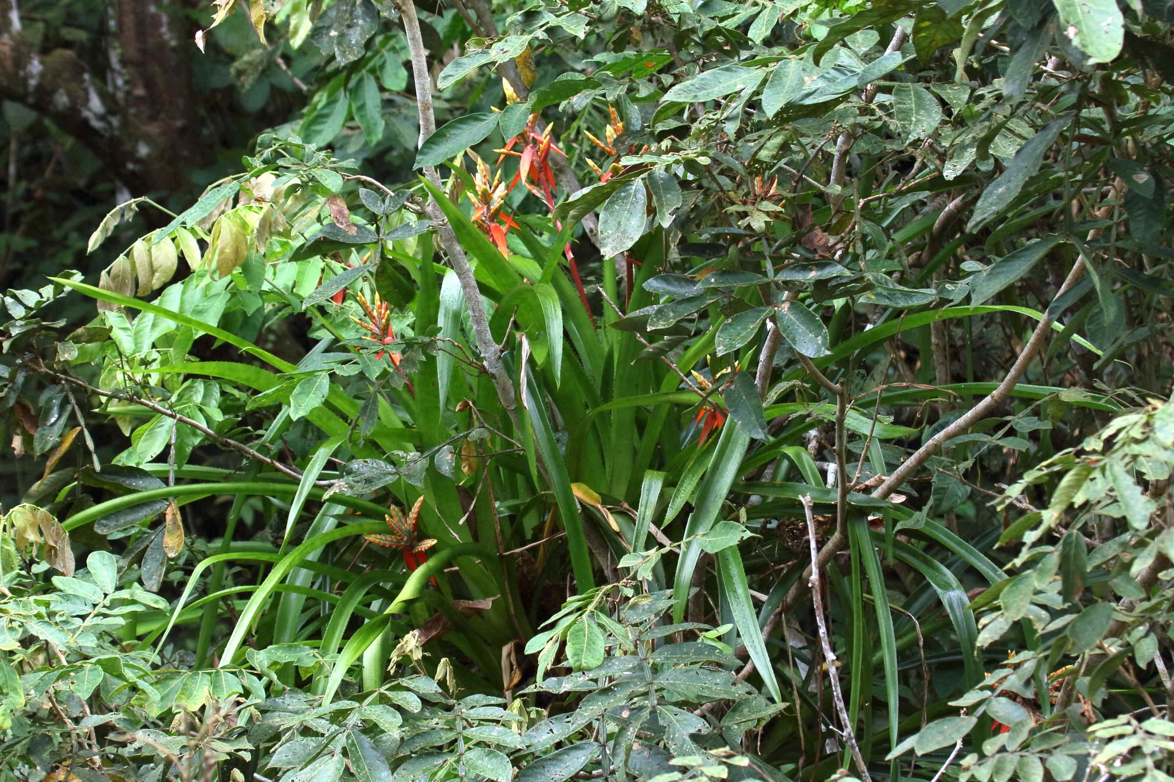 aechmea_tillansioides1md