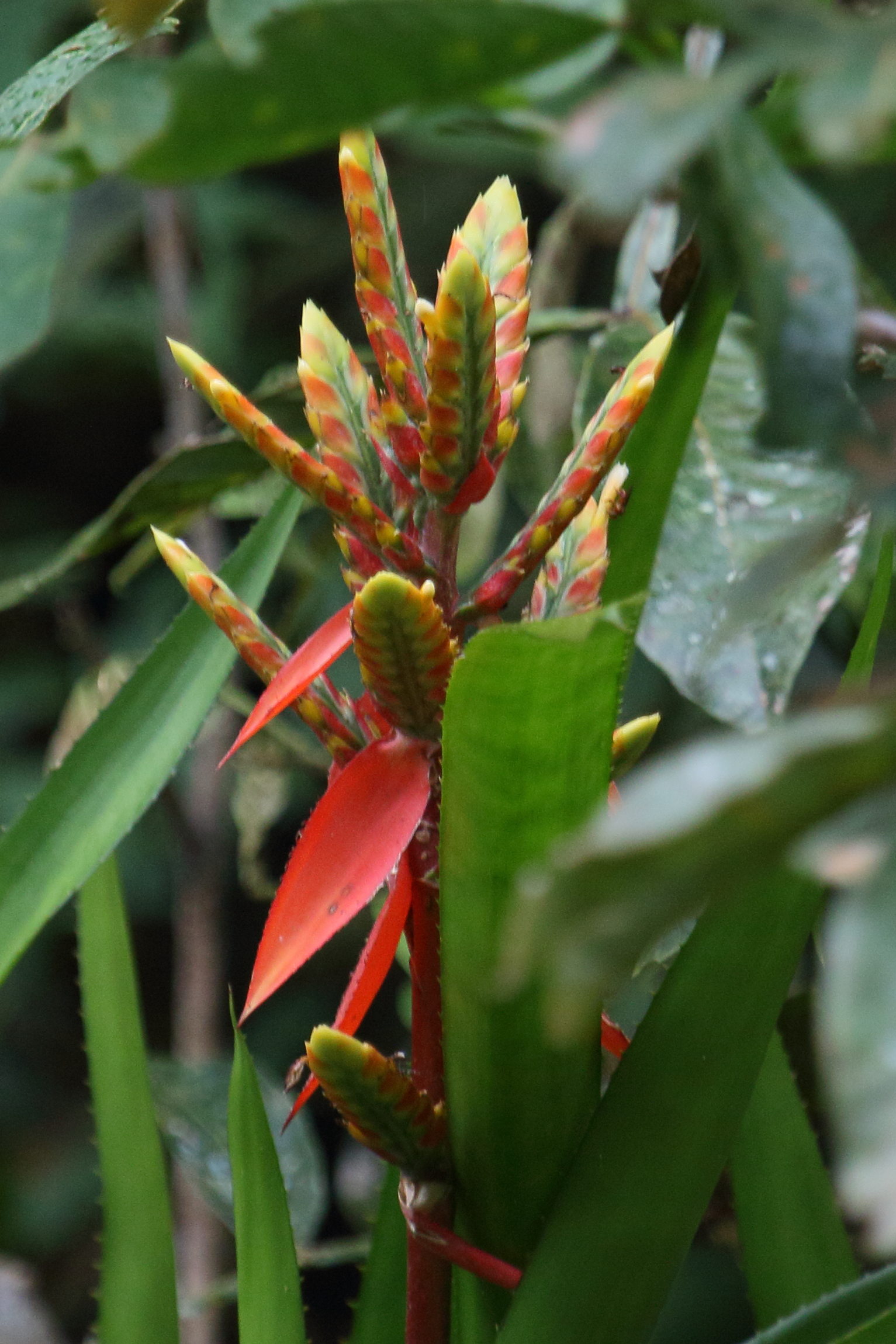 aechmea_tillansioides2md