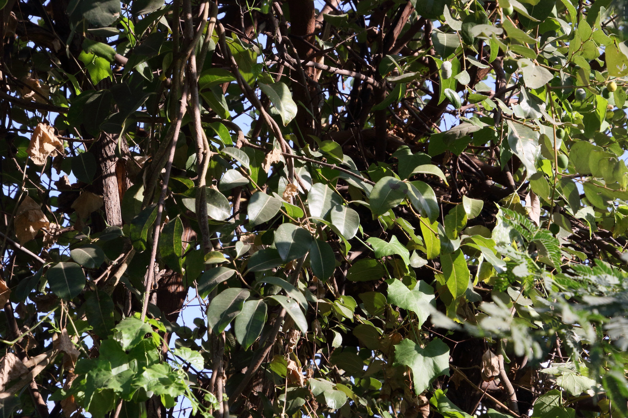 cryptostegia_grandiflora4md